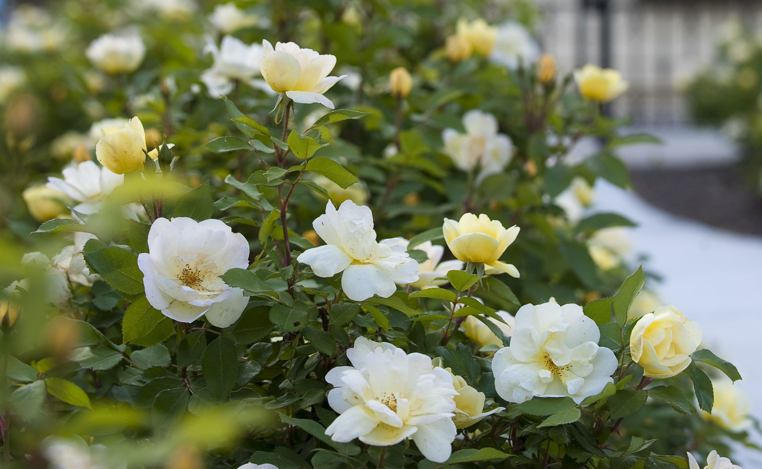 Rose (Thé) jaune d'or - yellow rose Rosen