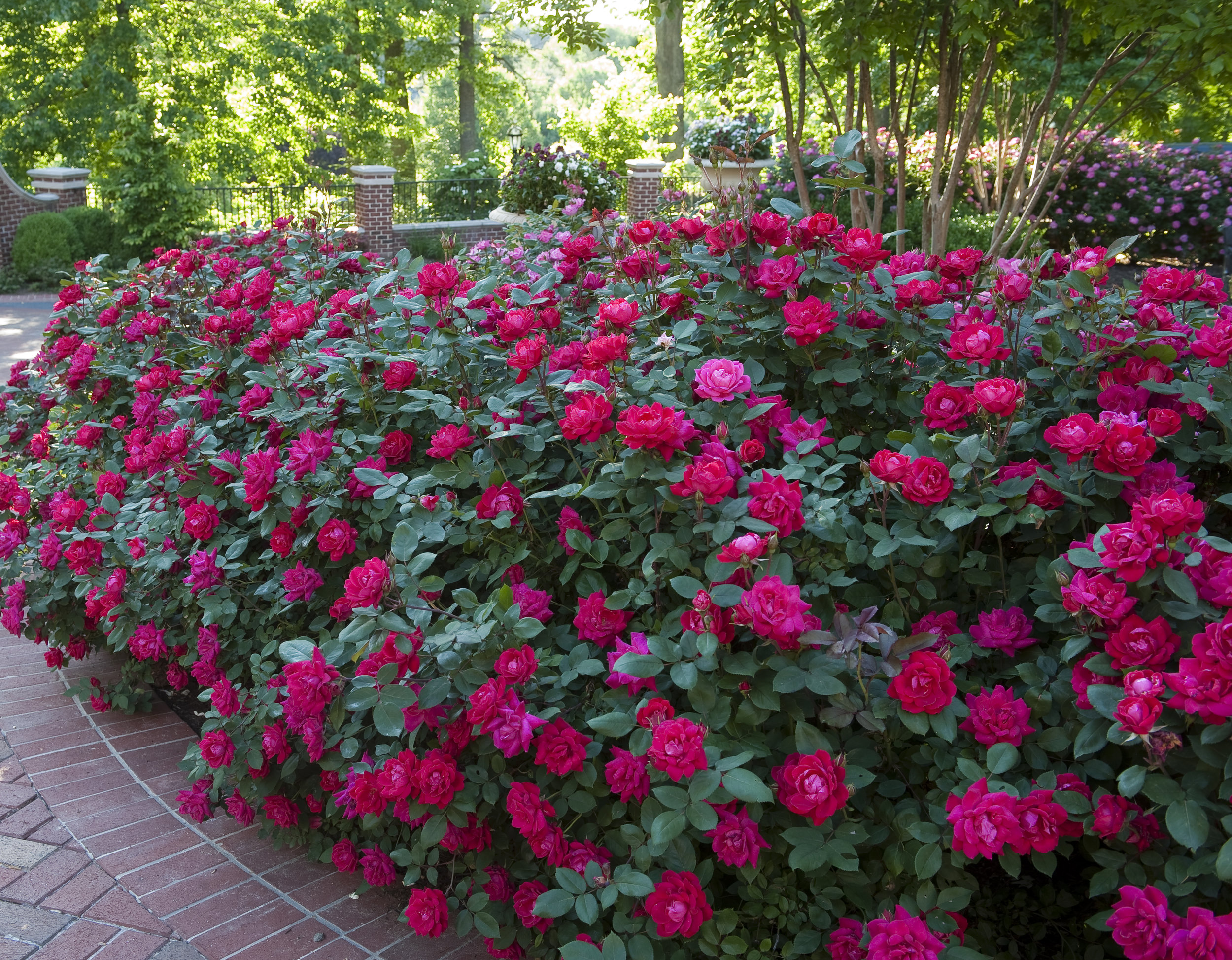 Knockout Roses Care