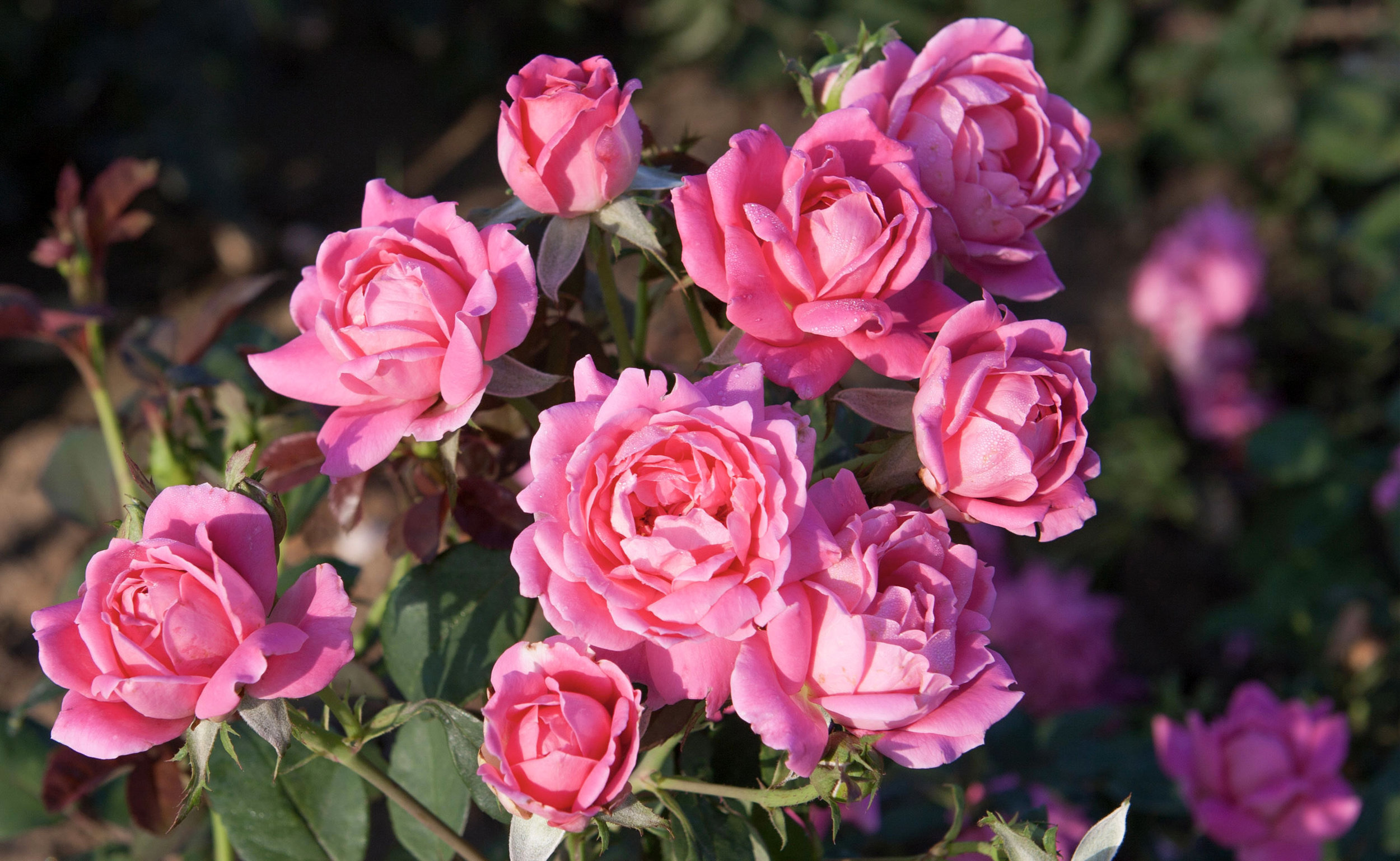 Double Knock Out® — The Knock Out® Family of Roses