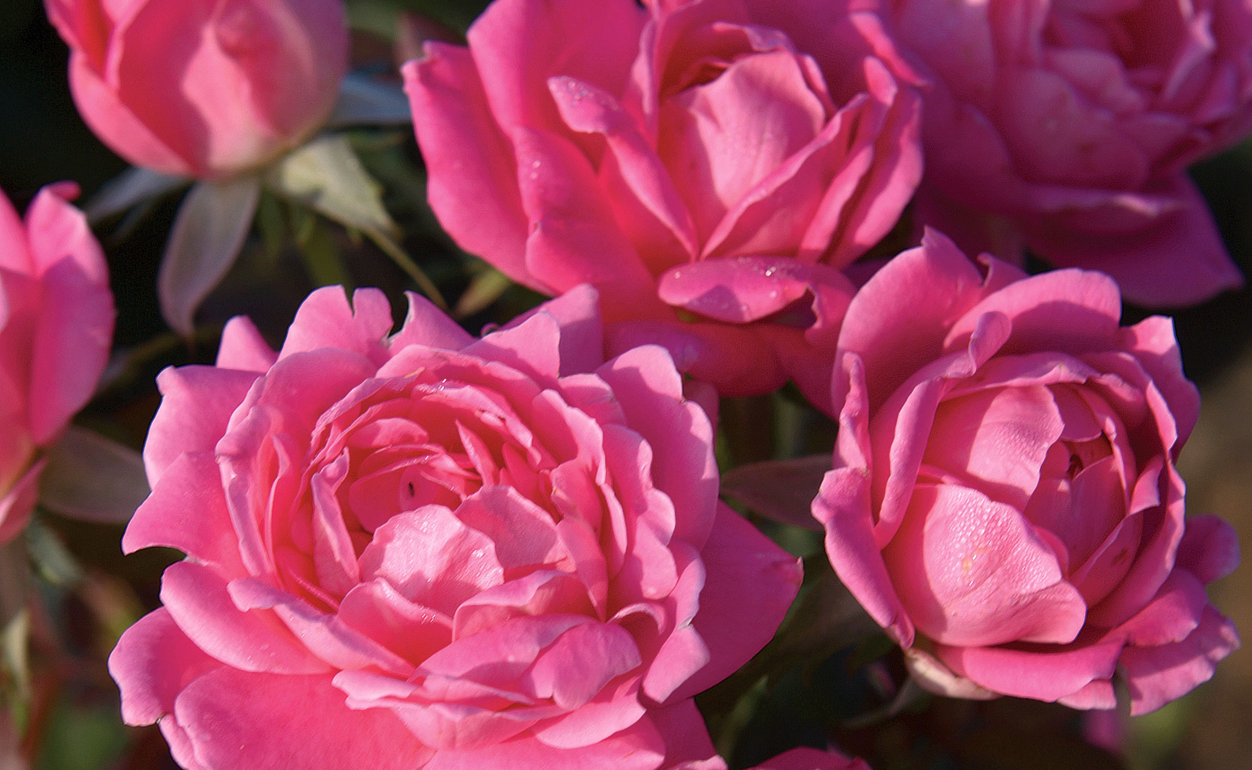 Double Knock Out® - Star® Roses and Plants