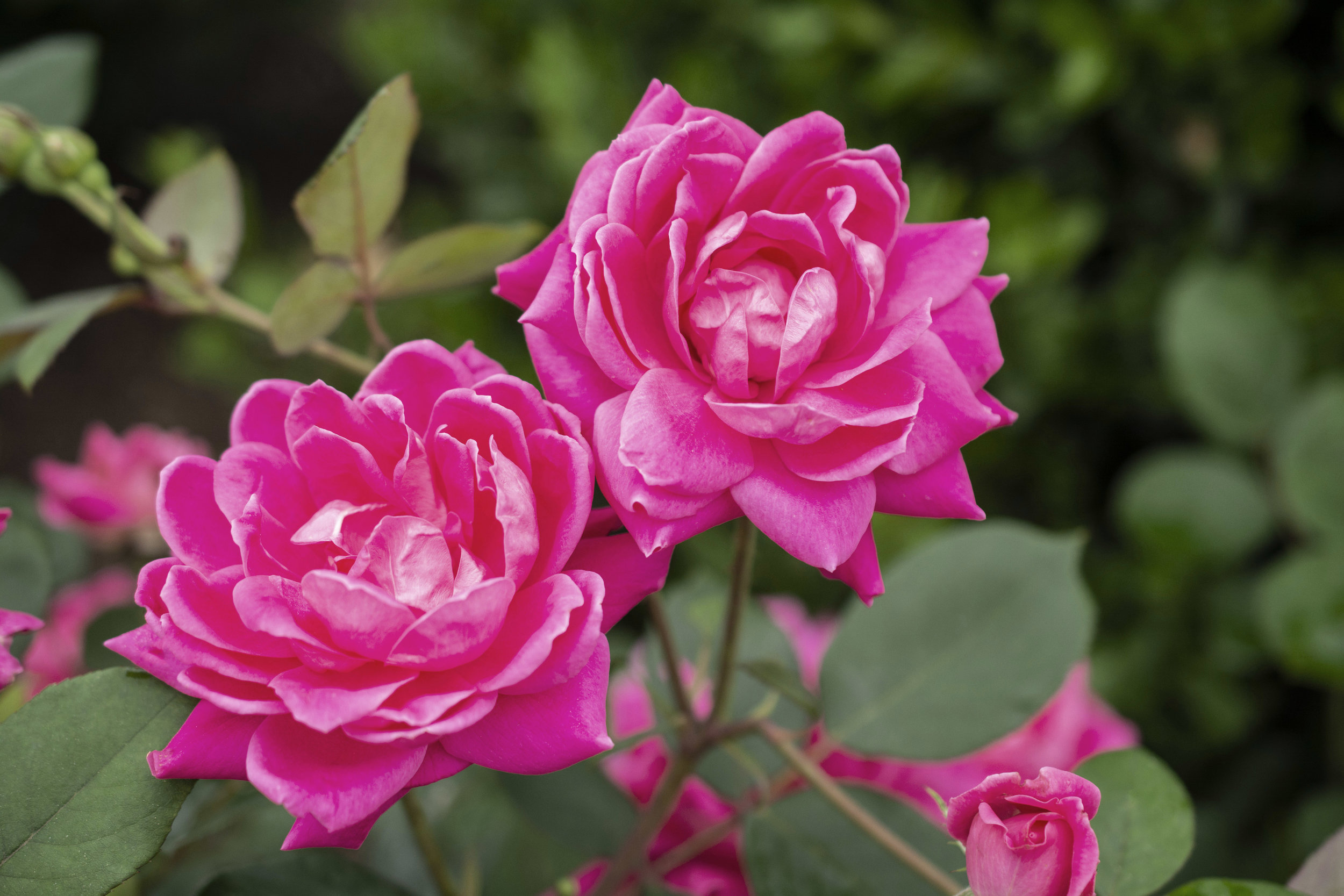 Double Knock Out® - Star® Roses and Plants