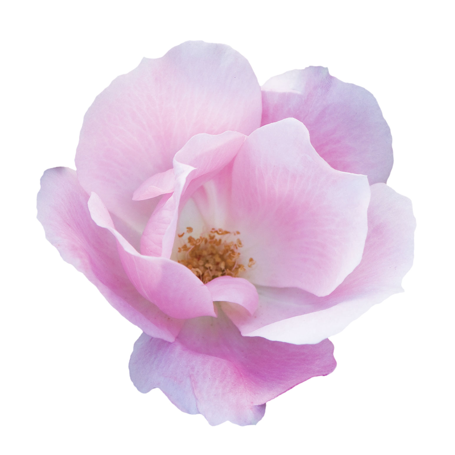 The Blushing Knock Out® Rose