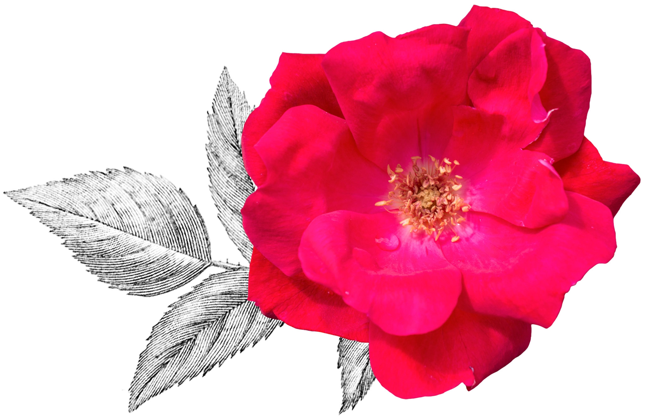 KO_TagBloom_2.jpg