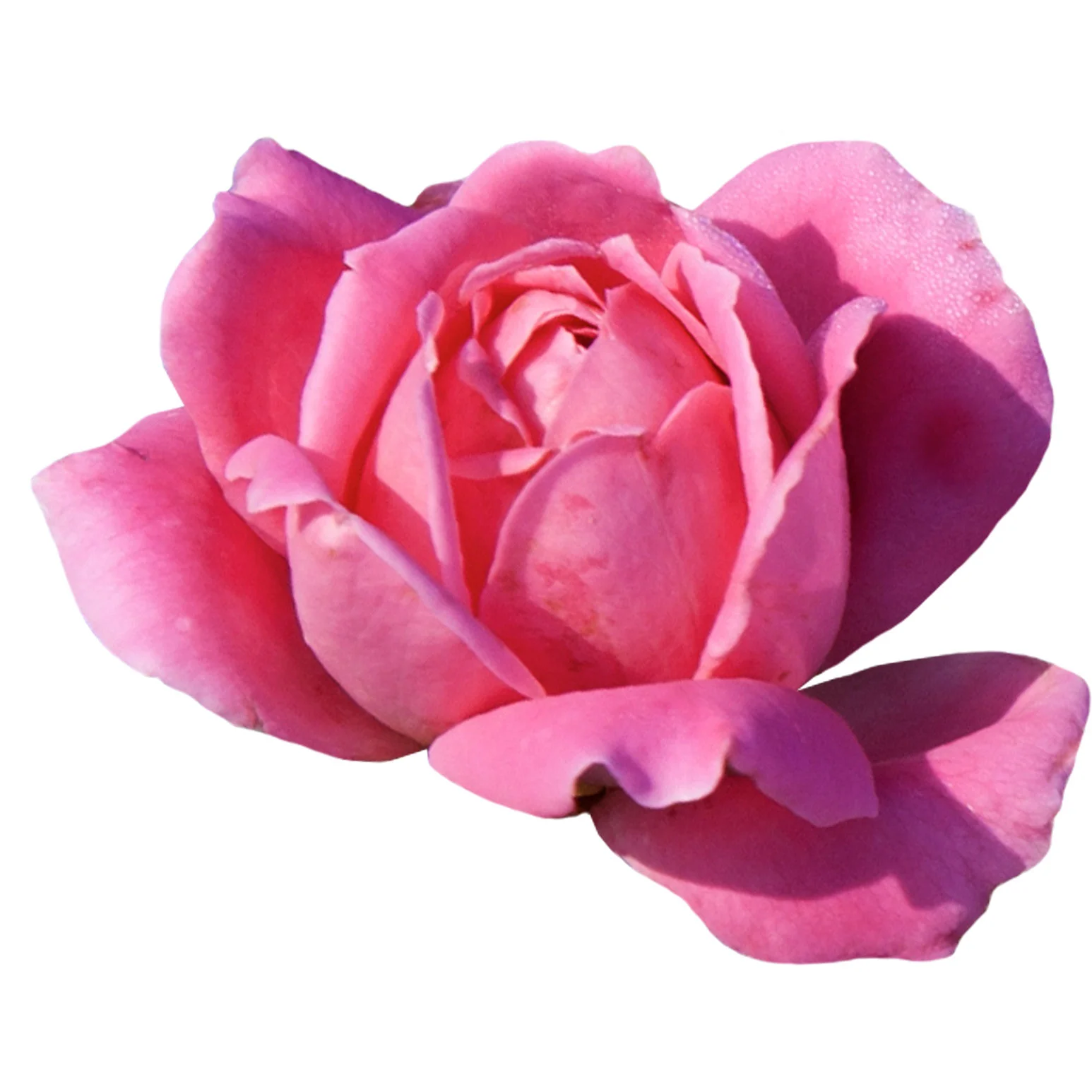 The Knock Out Family Of Roses The Knock Out Family Of Roses