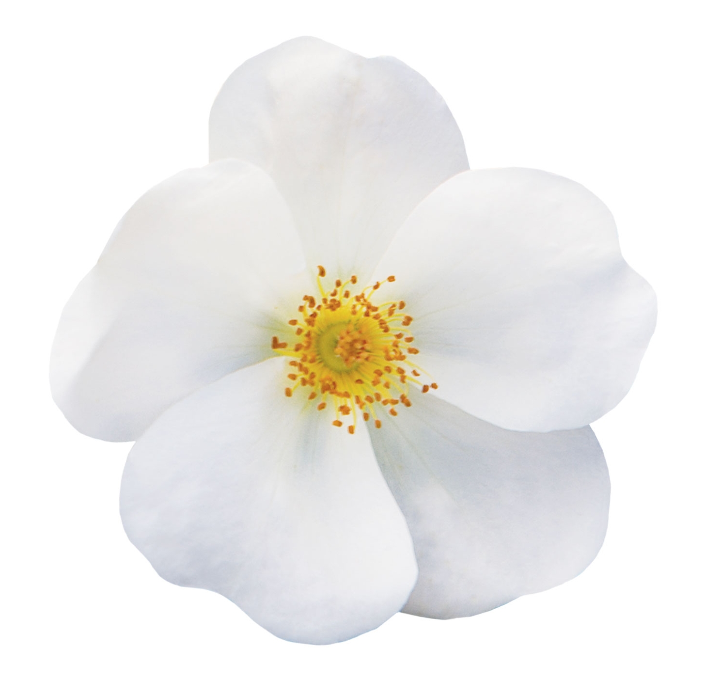 The White Knock Out® Rose