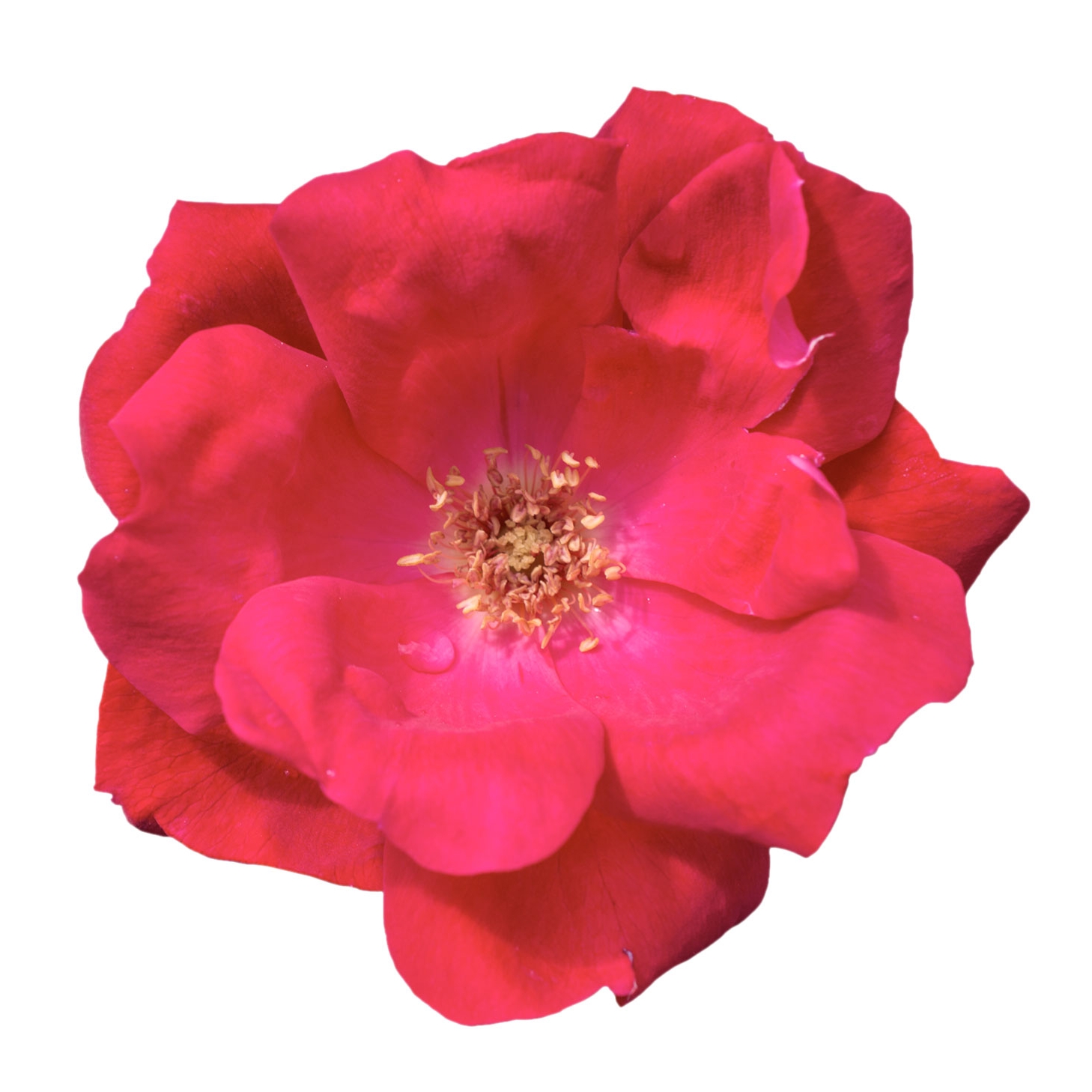 The Knock Out® Rose