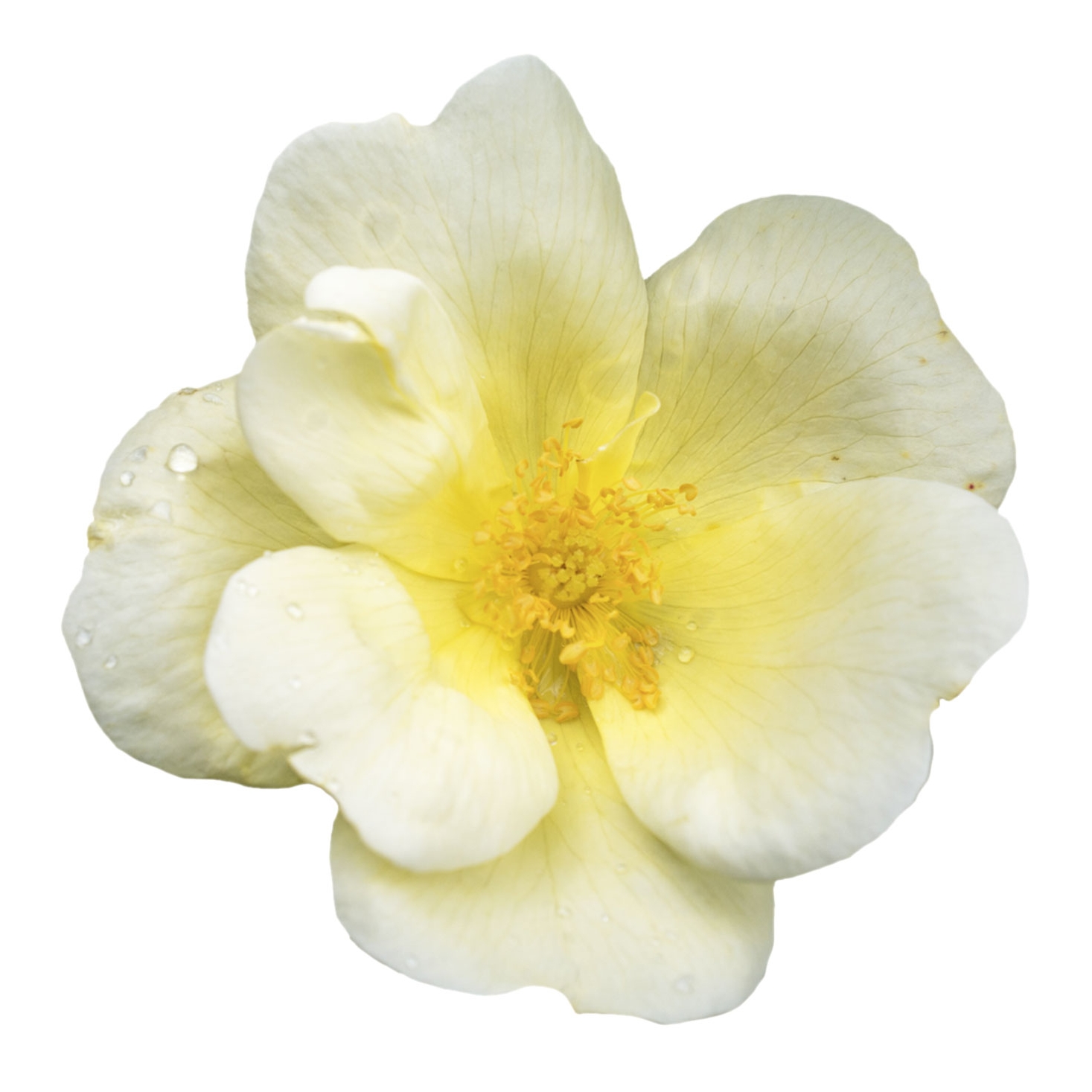 The Sunny Knock Out® Rose