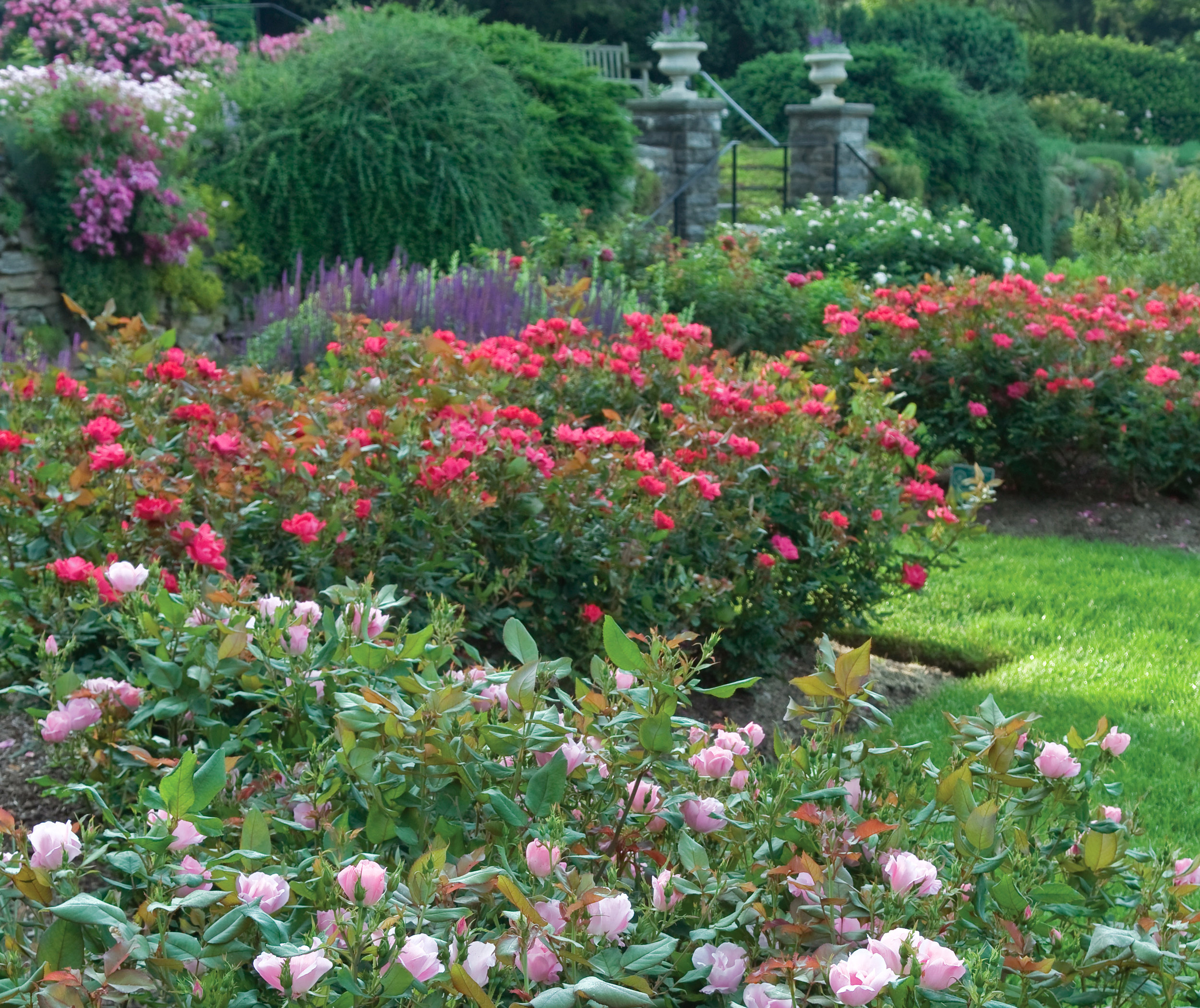 Gardening For Curb Appeal The Knock Out Family Of Roses
