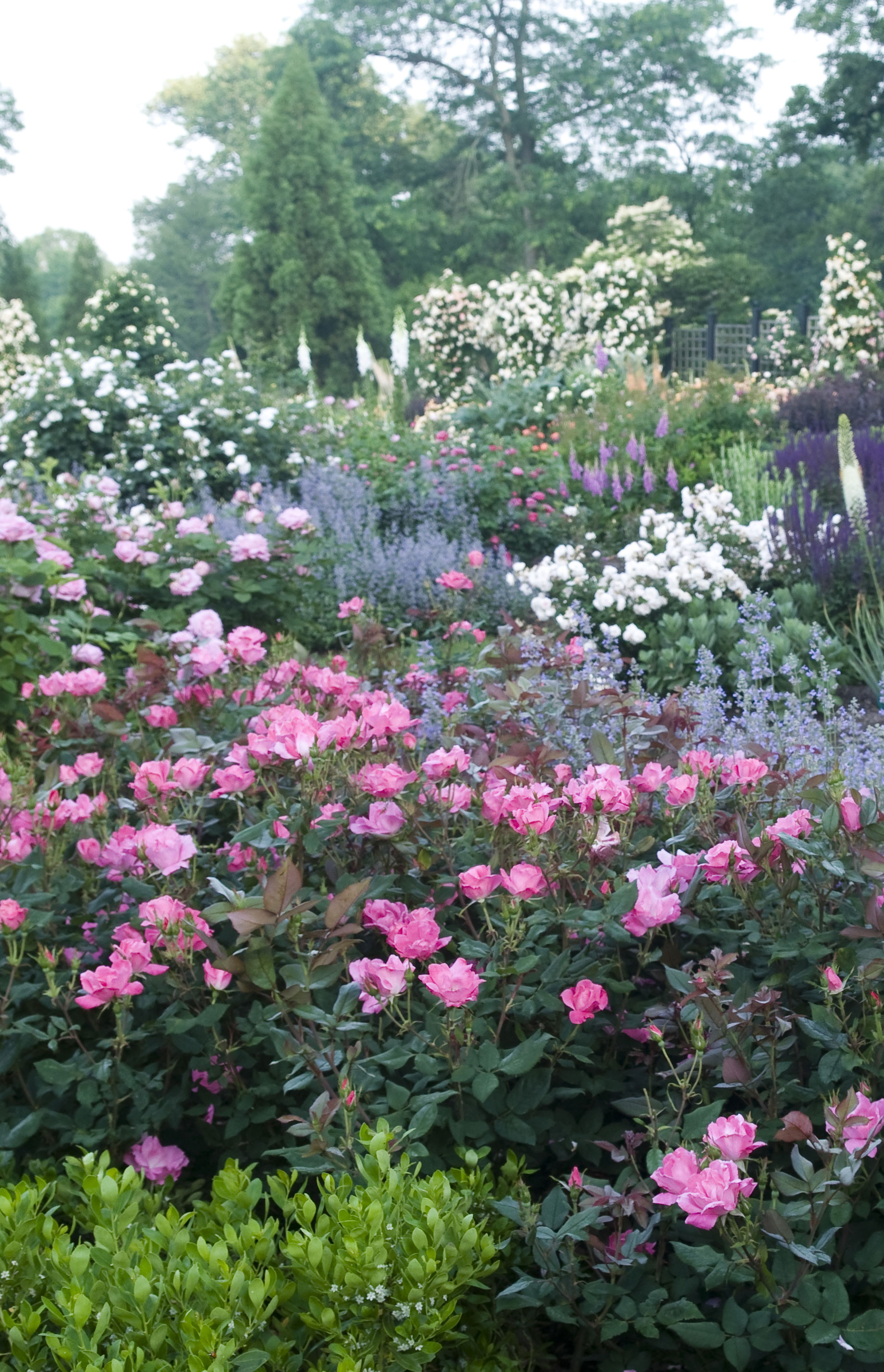 Image of Lavender and knockout rose companion plants