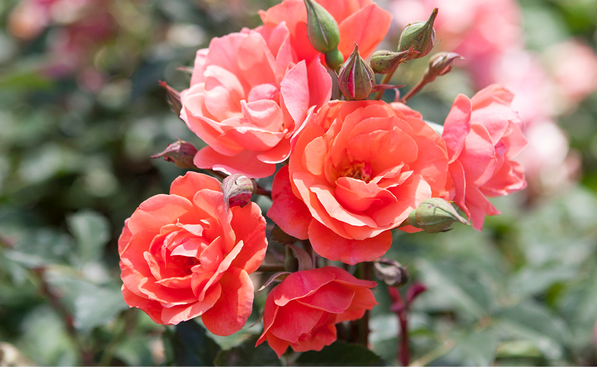 Knockout Roses Care