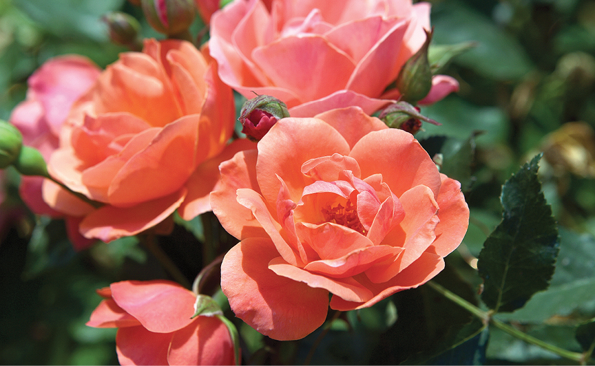 Coral Knock OutÂ® Rose, Flowering Shrubs