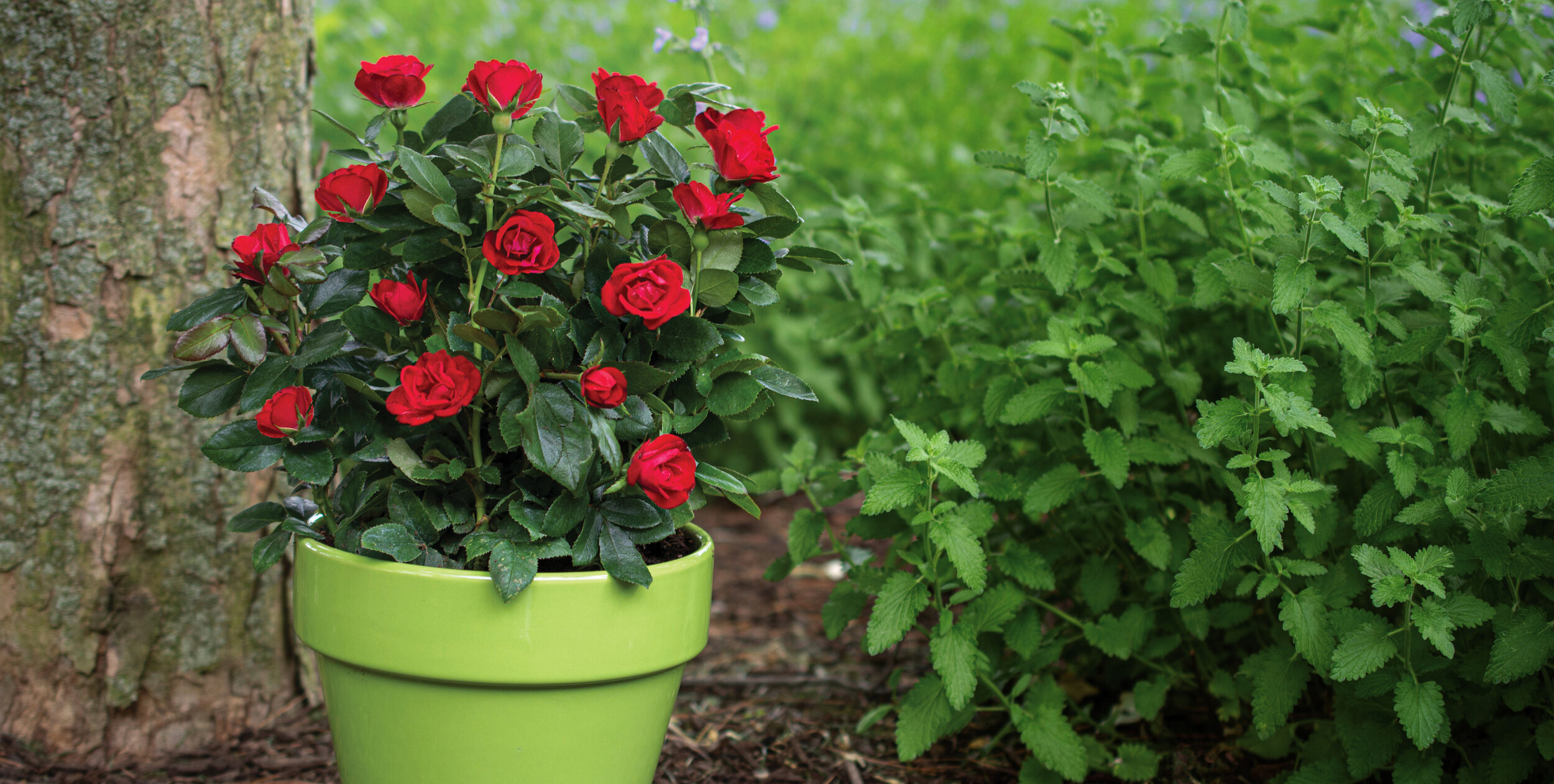 Home Meet Petite — The Knock Out® Family of Roses