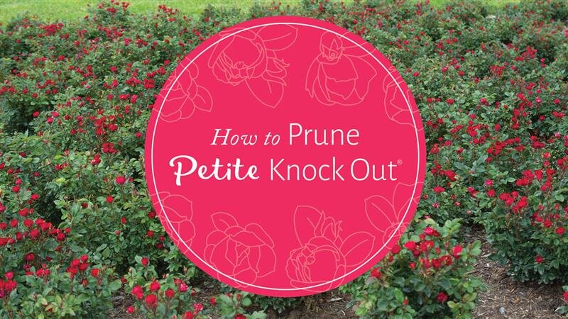 Knock Out Roses Care, Planting & Pruning