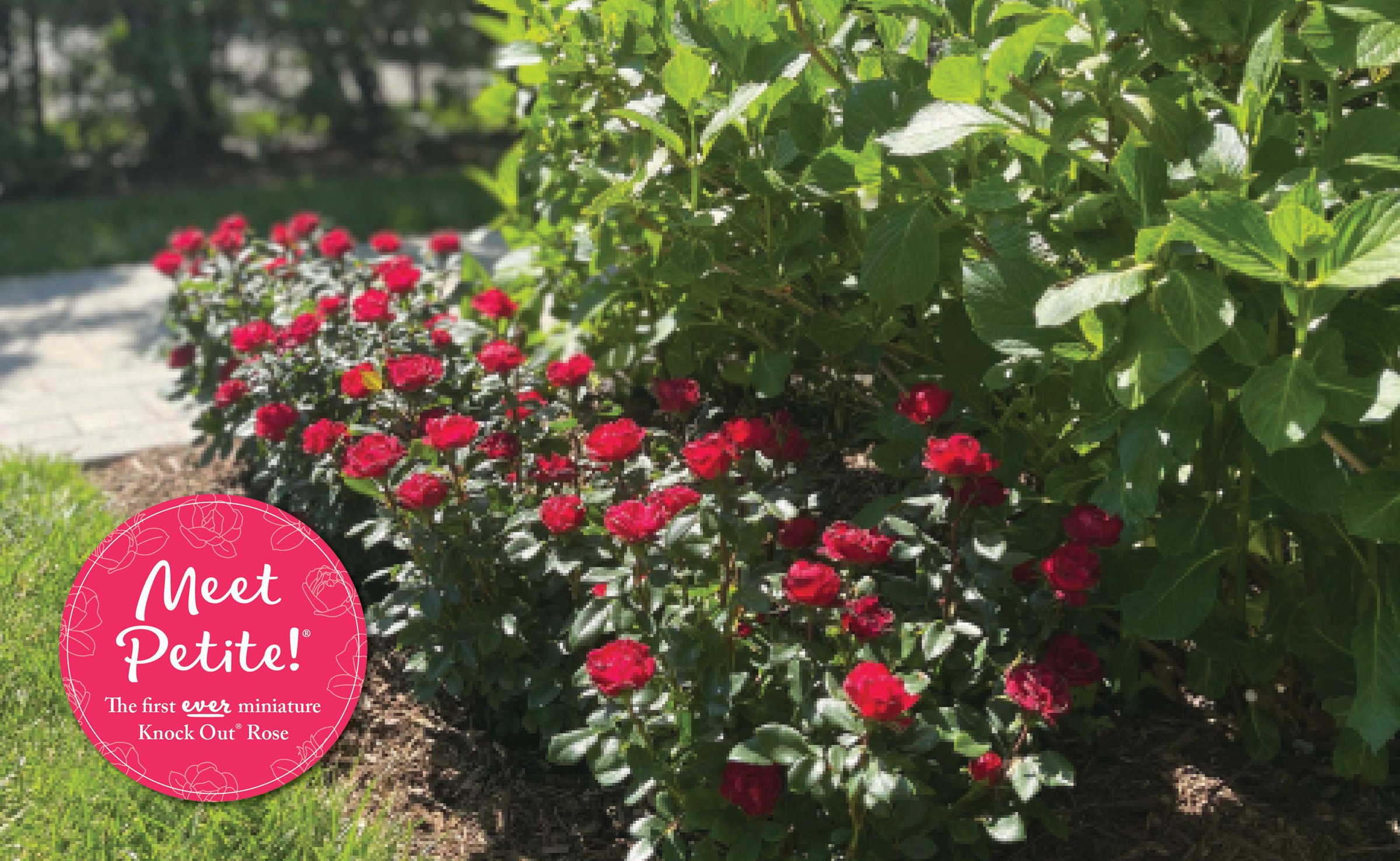 Petite Knock Out® — The Knock Out® Family of Roses