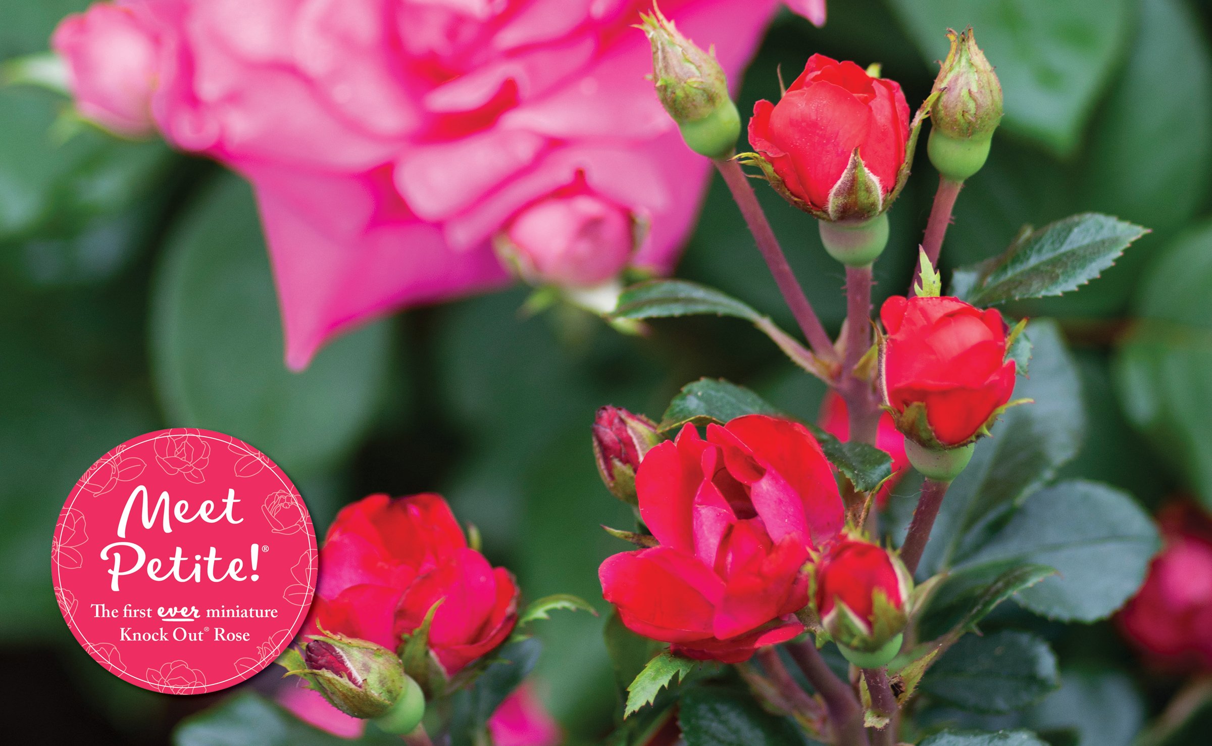 Knock Out Roses: How to Grow and Care for All Types