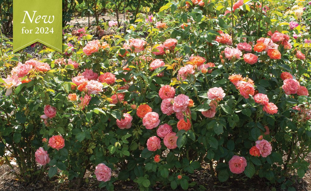 Orange Glow™ Knock Out® — The Knock Out® Family of Roses