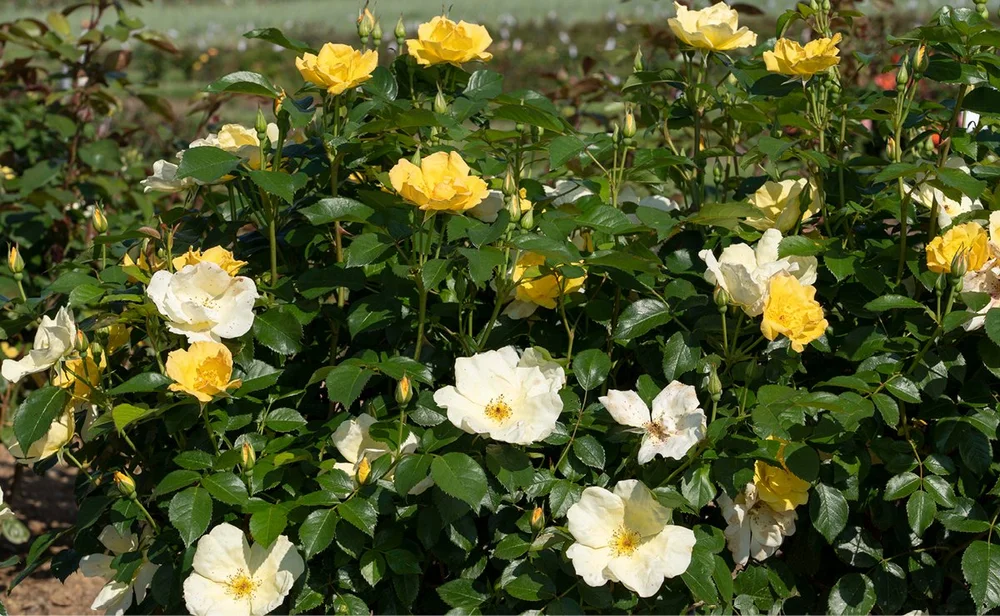 Knockout Roses Care And Maintenance: Expert Tips Revealed