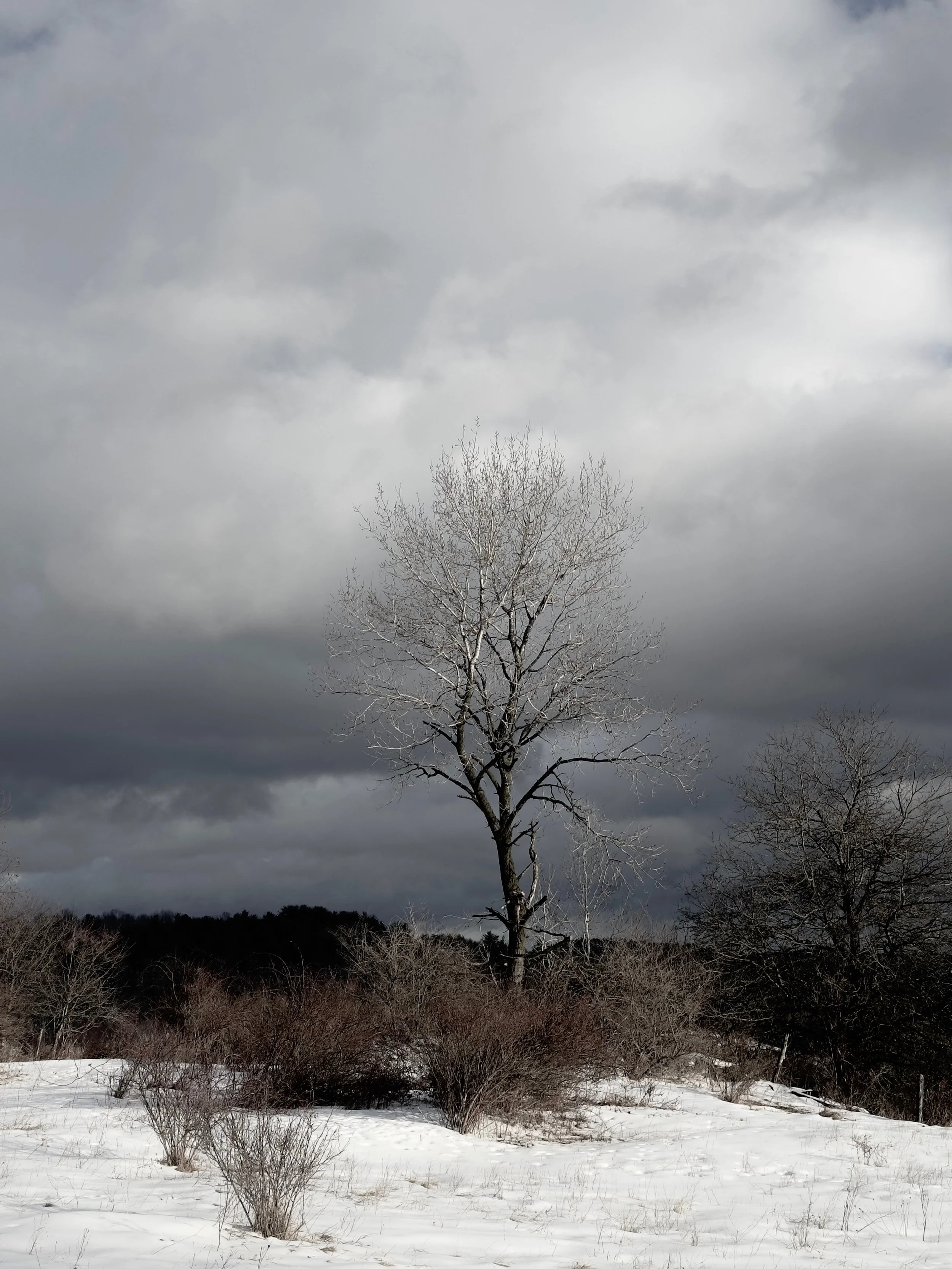IMG_1193.jpeg