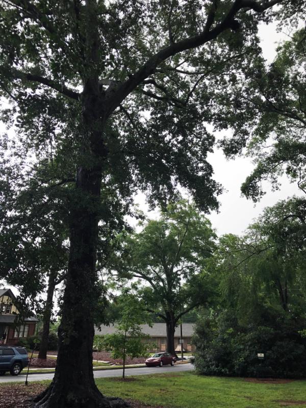 Another view of the Wilcox Triangle Water Oak.