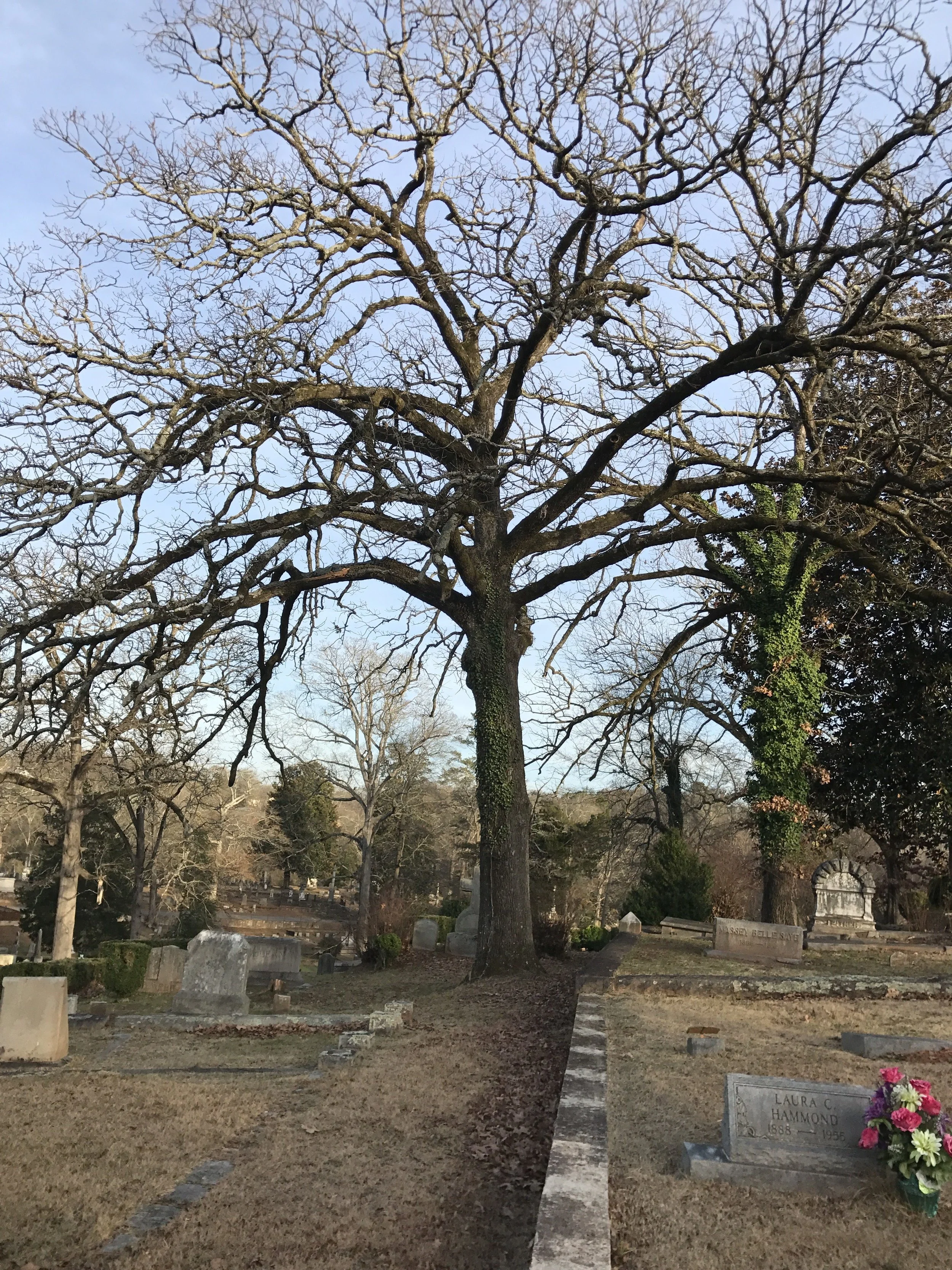 Work was completed in early 2017 on the tree maintenance plan for the burial ground.
