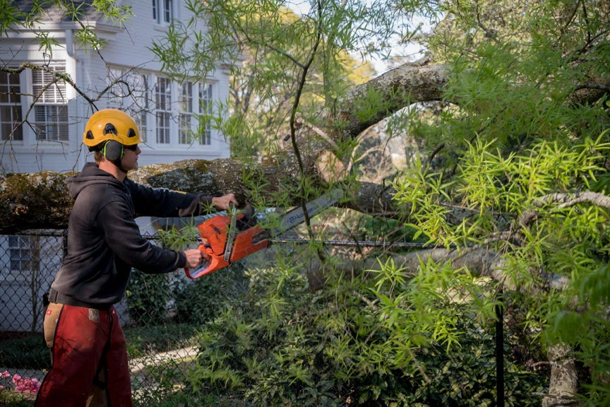 New Urban Forestry Gallery New Urban Forestry