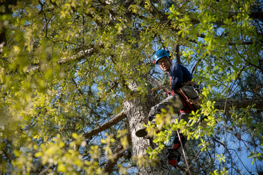 New Urban Forestry Gallery New Urban Forestry