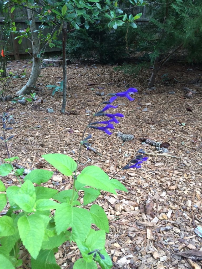Native Plant Community Design Example at local Athens, Georgia customer home.