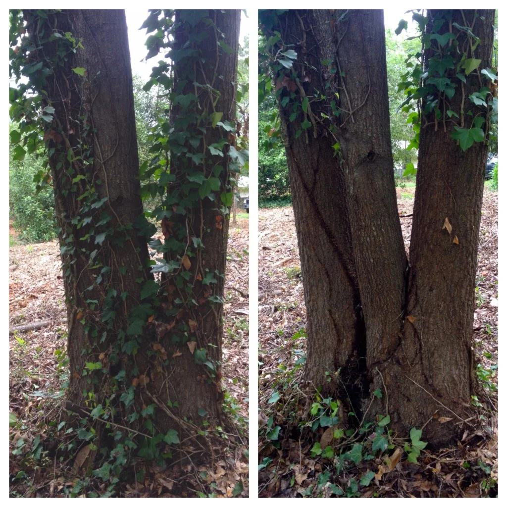 Ivy Girdling, Before and After