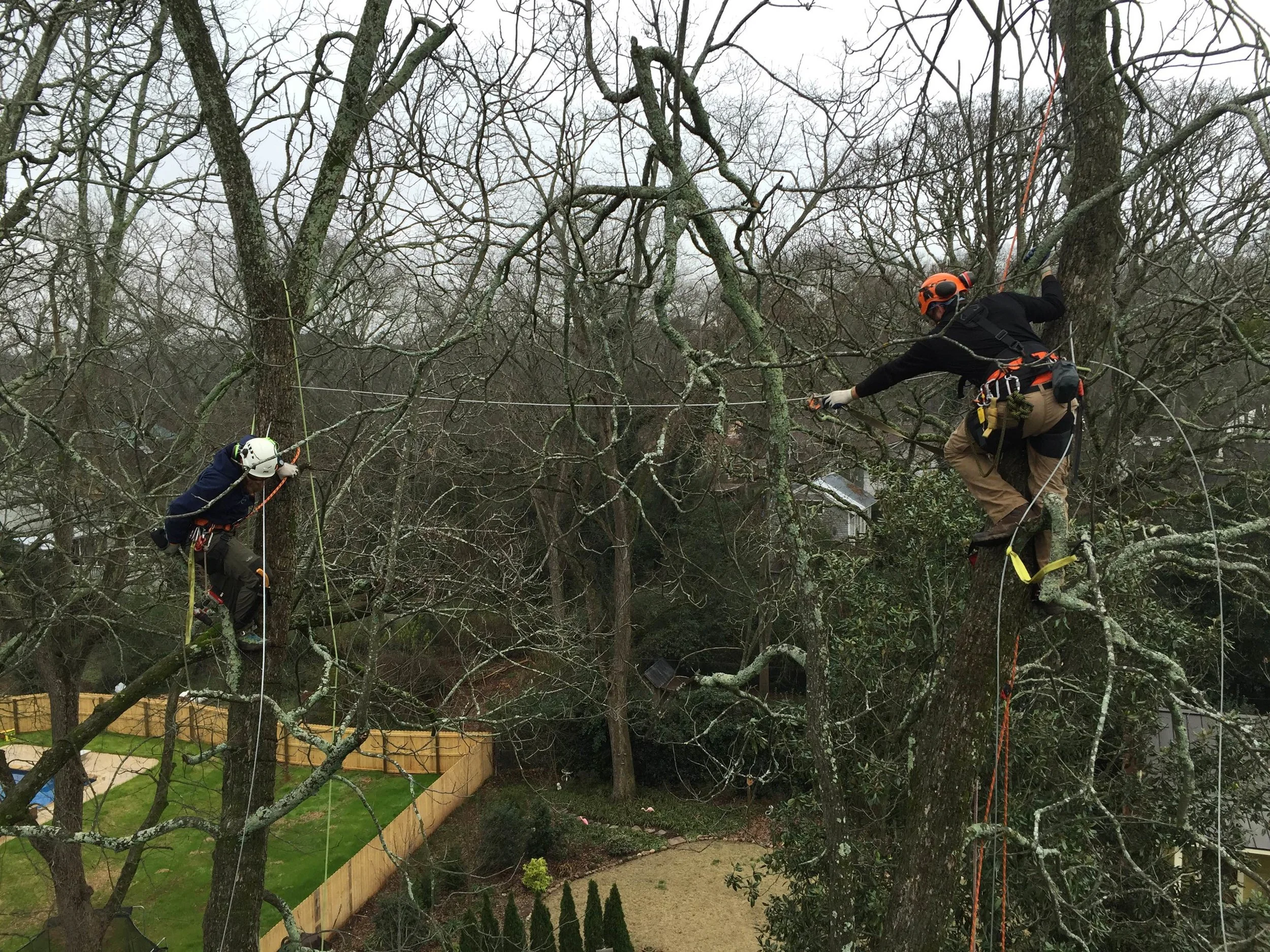 New Urban Forestry employees work together to properly install a tree cable