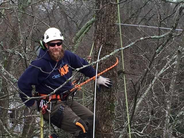 NUF Cabling Expert hangs out in a tree while installing a tree cable