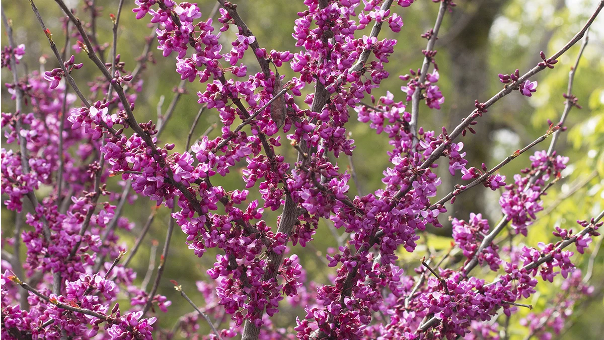 redbudlead1200x675.jpg