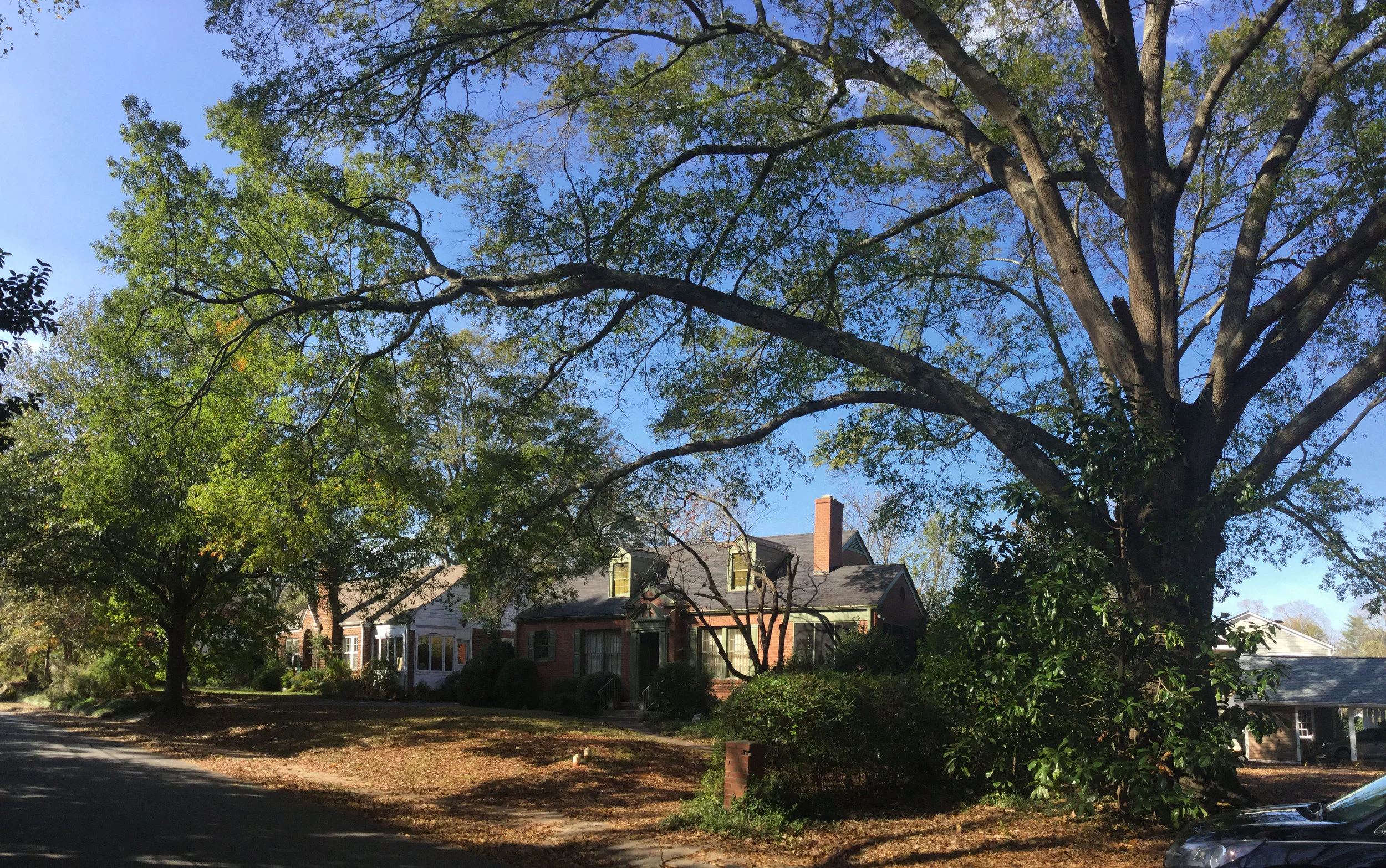 Jeffrey Henderson Oak1.jpg