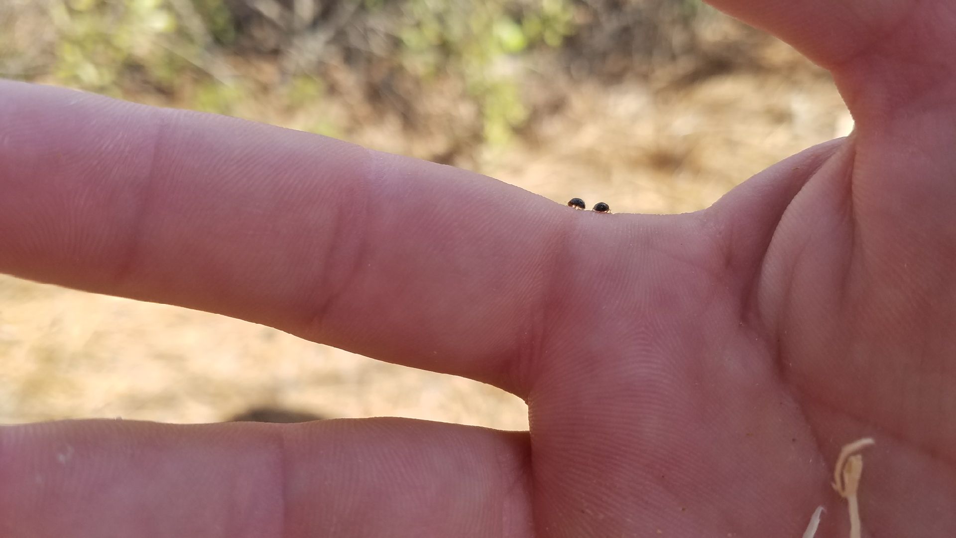 Tiny Lindorus lopanthe, Scale Destroyer Beetle, another beneficial insect, can be seen here. 