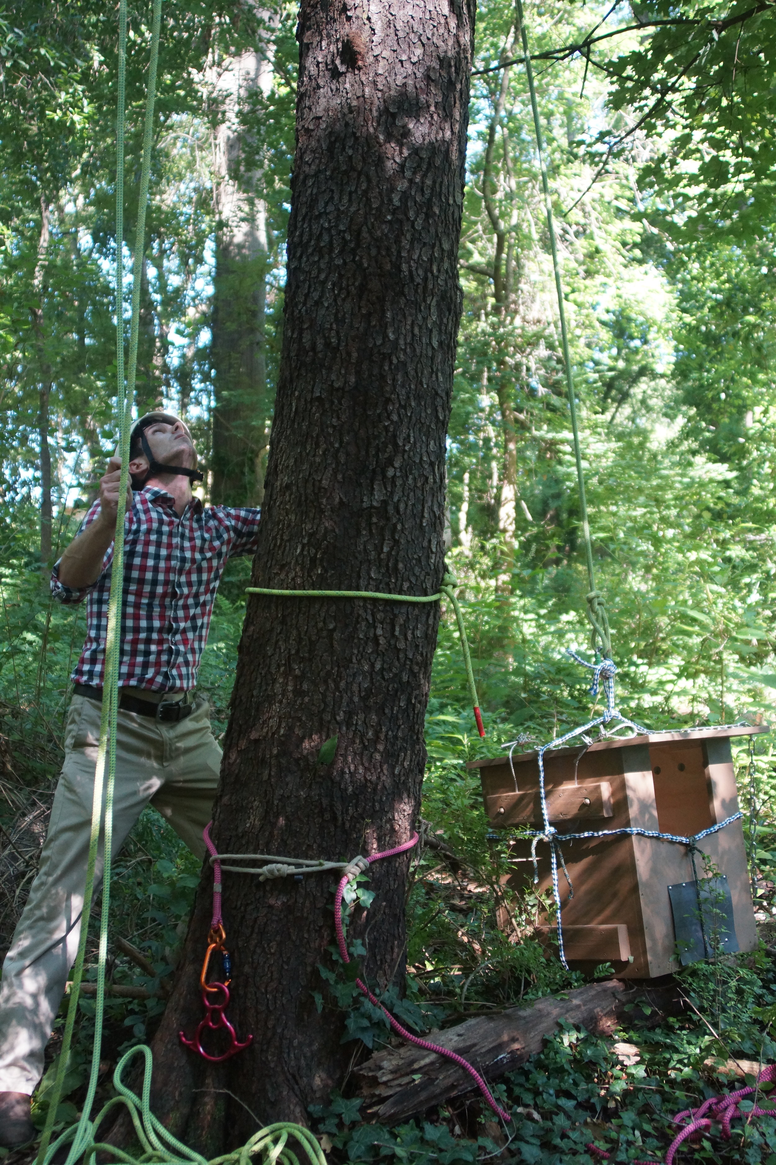  Art Morris of NUF helps hoist the box up the tree. 