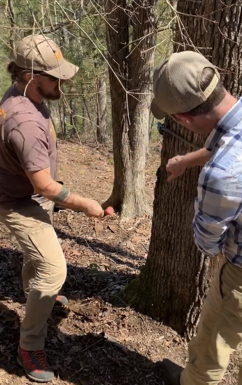 North Carolina Tree Removal