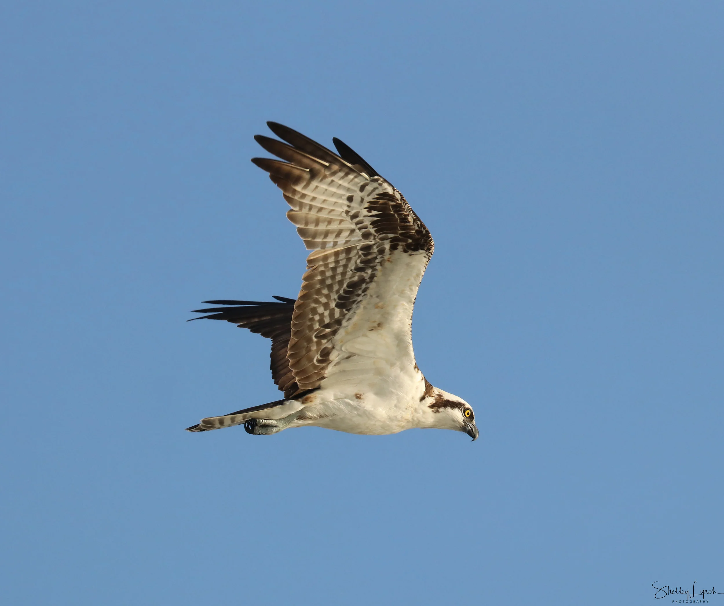 IMG_7387 copy.jpg