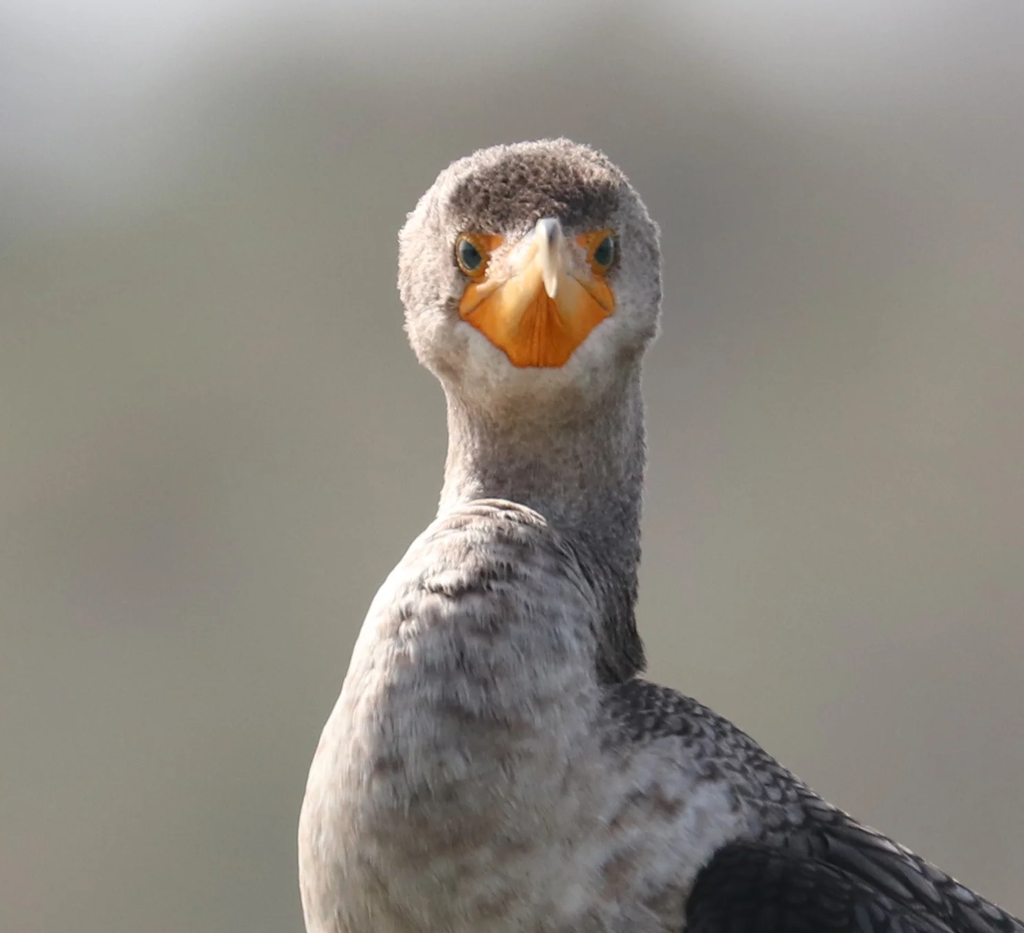 Curious Cormorant