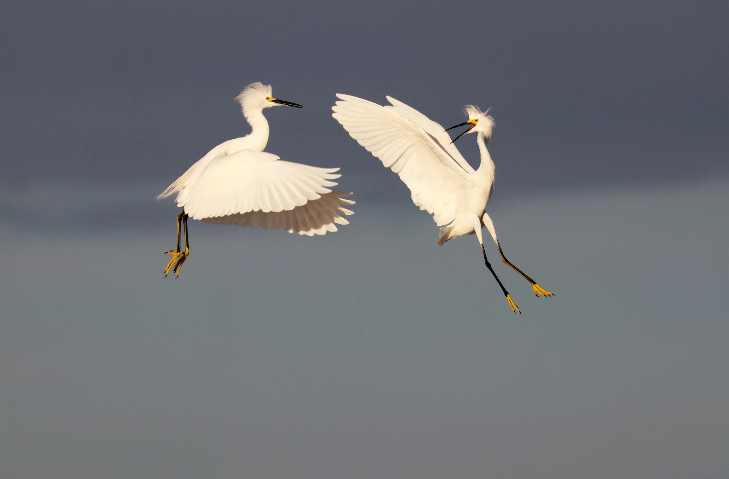 Egret Rumba