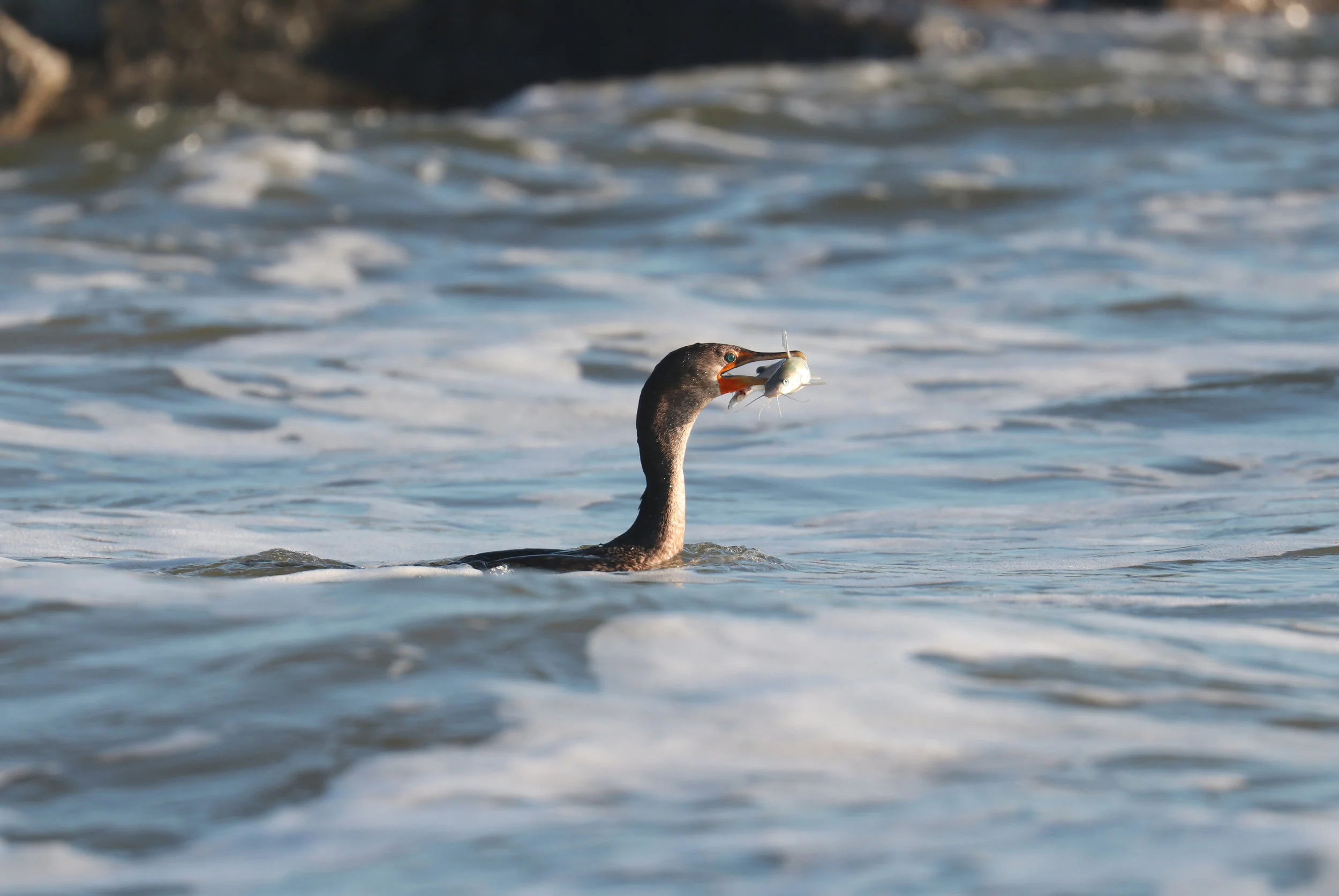 Proud cormorant