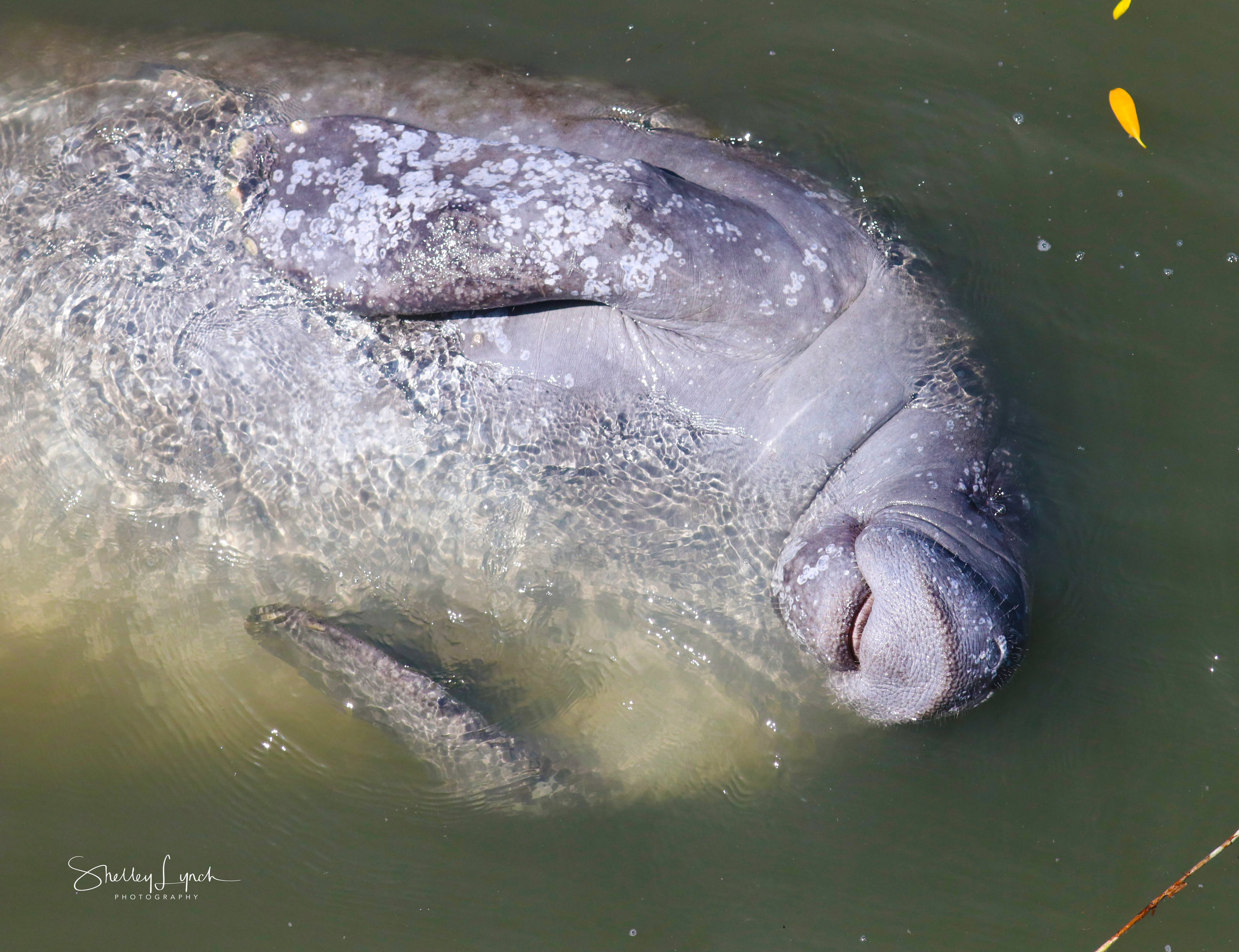 Manatees enjoy floating too