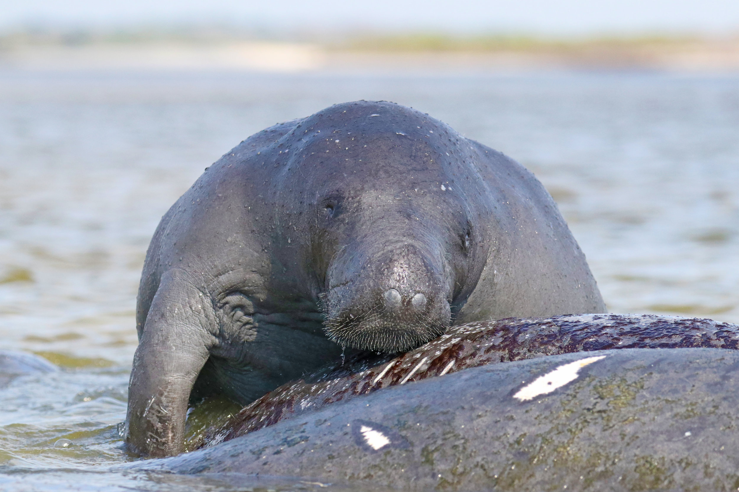 Holy Sea Cow!