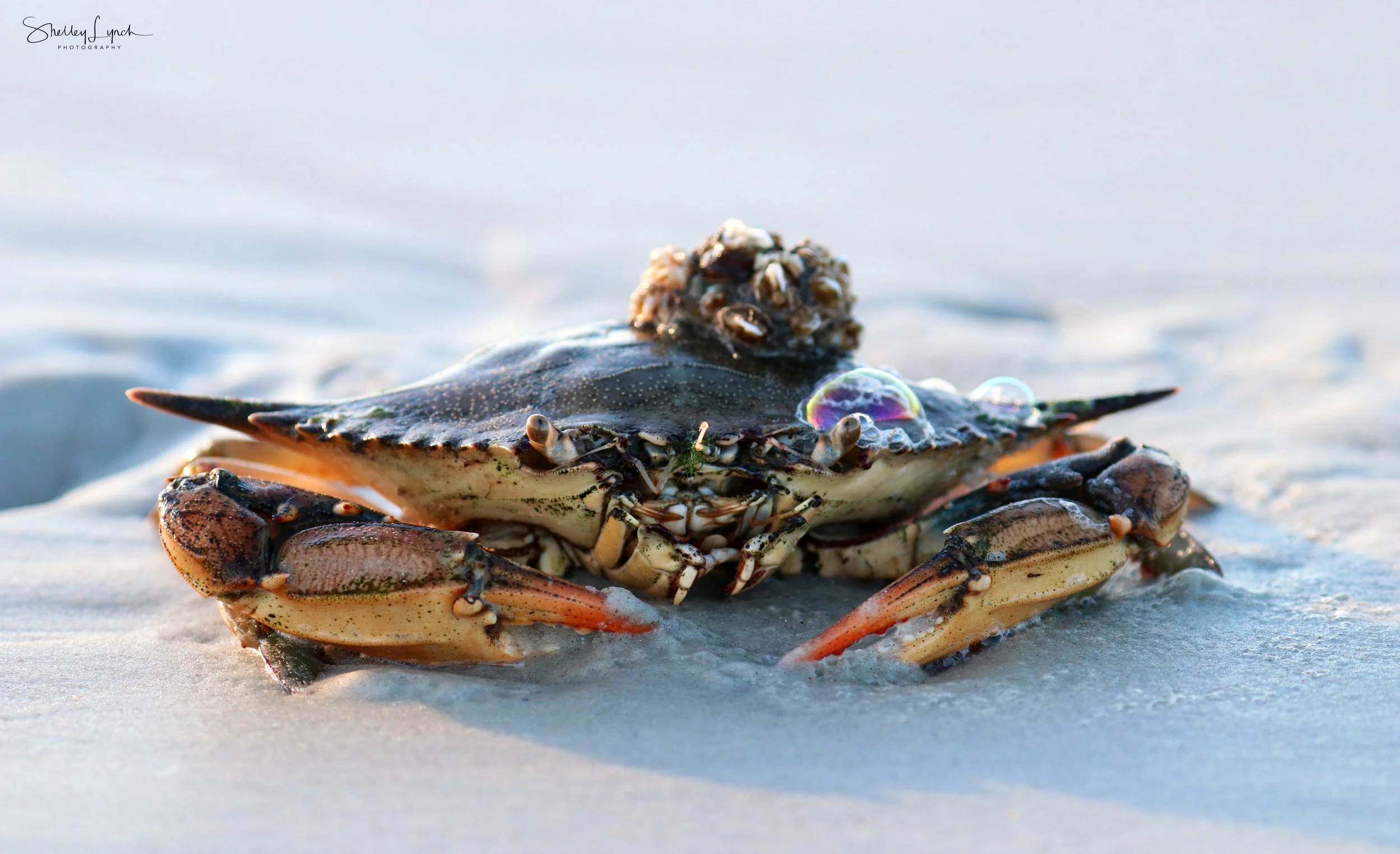 Mr. Crabby has what looks like a Sea Anemone on his back who was breathing and bubbling. An unexpected relationship.