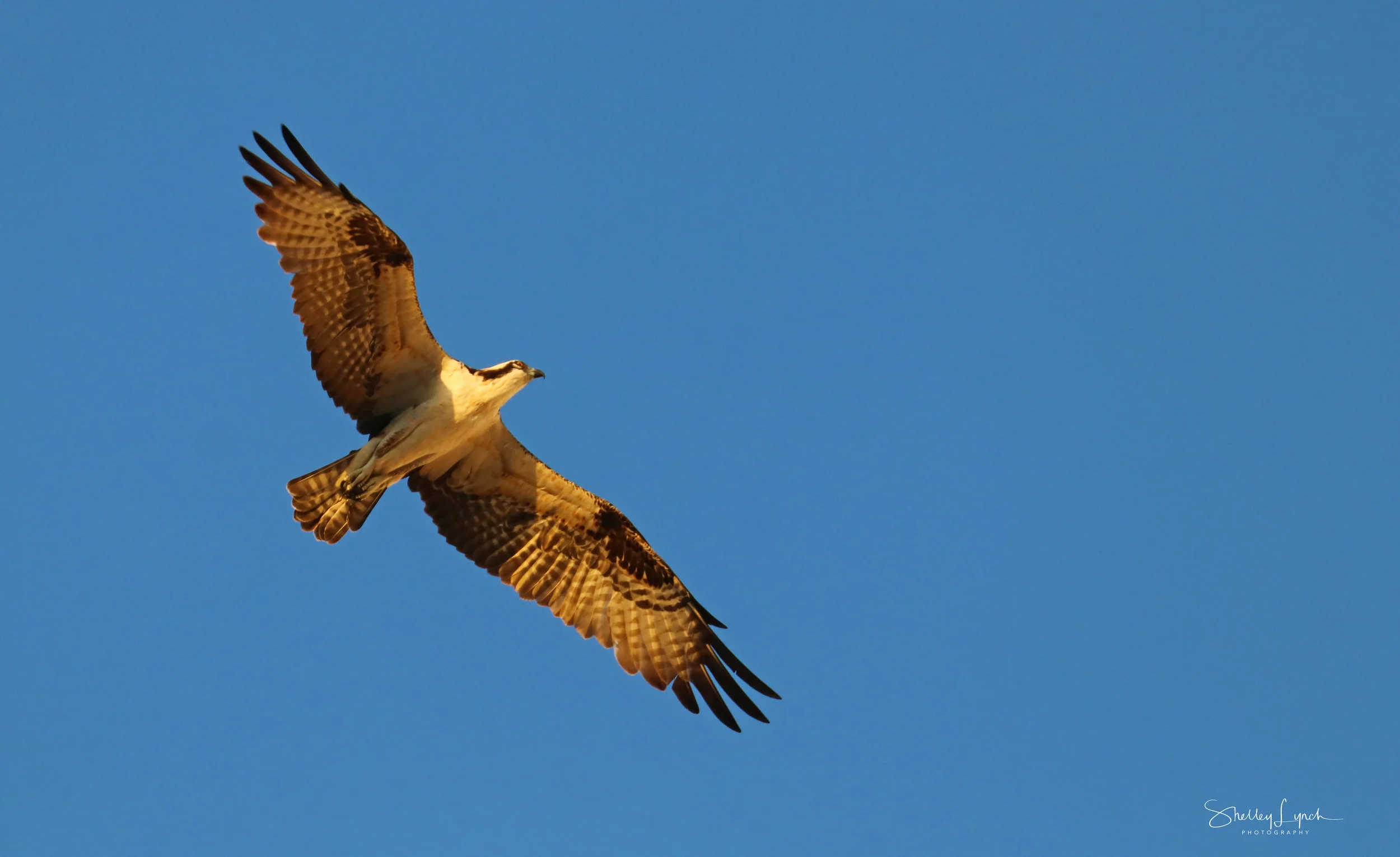 IMG_74033.jpg