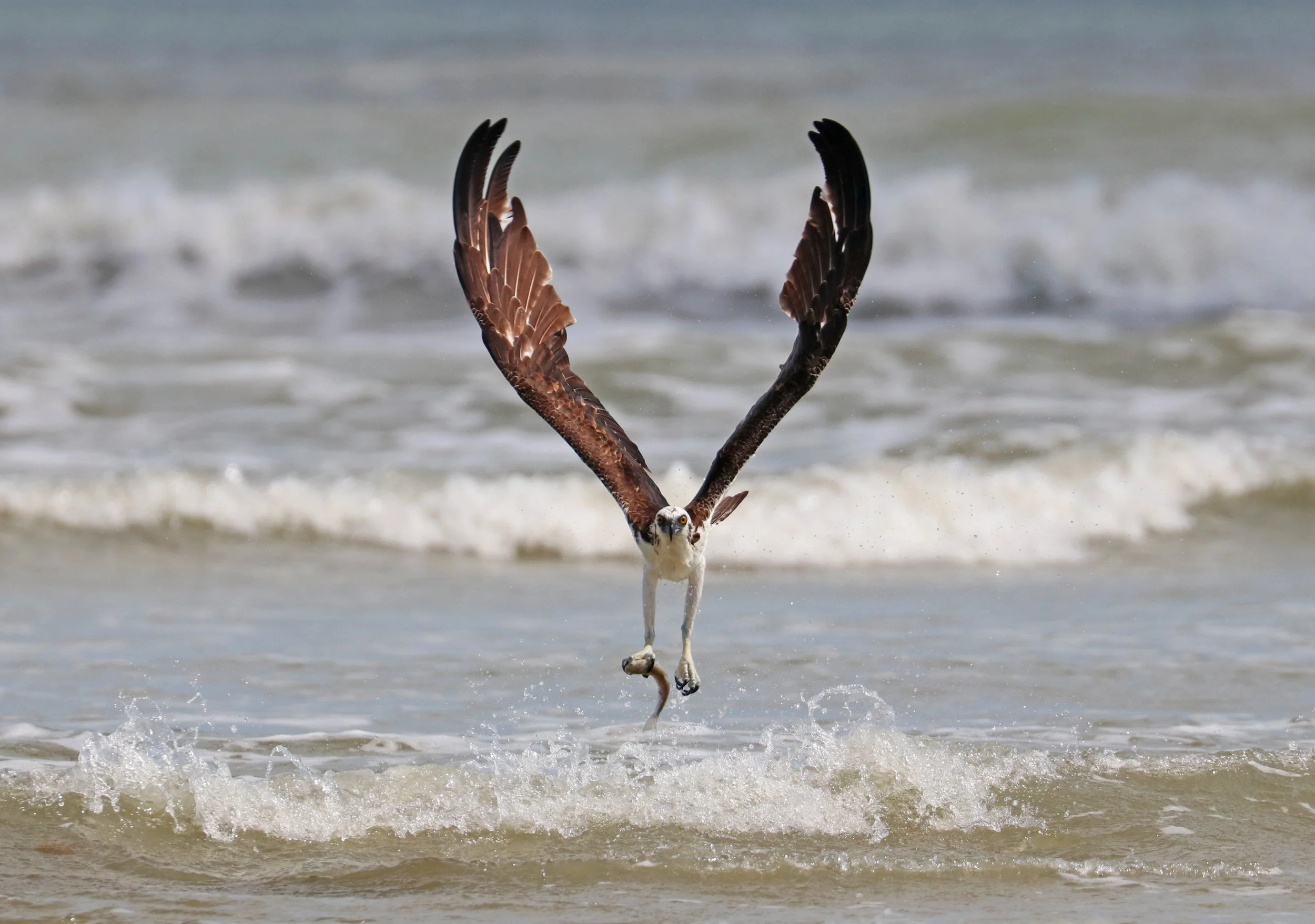 Holy Wing span