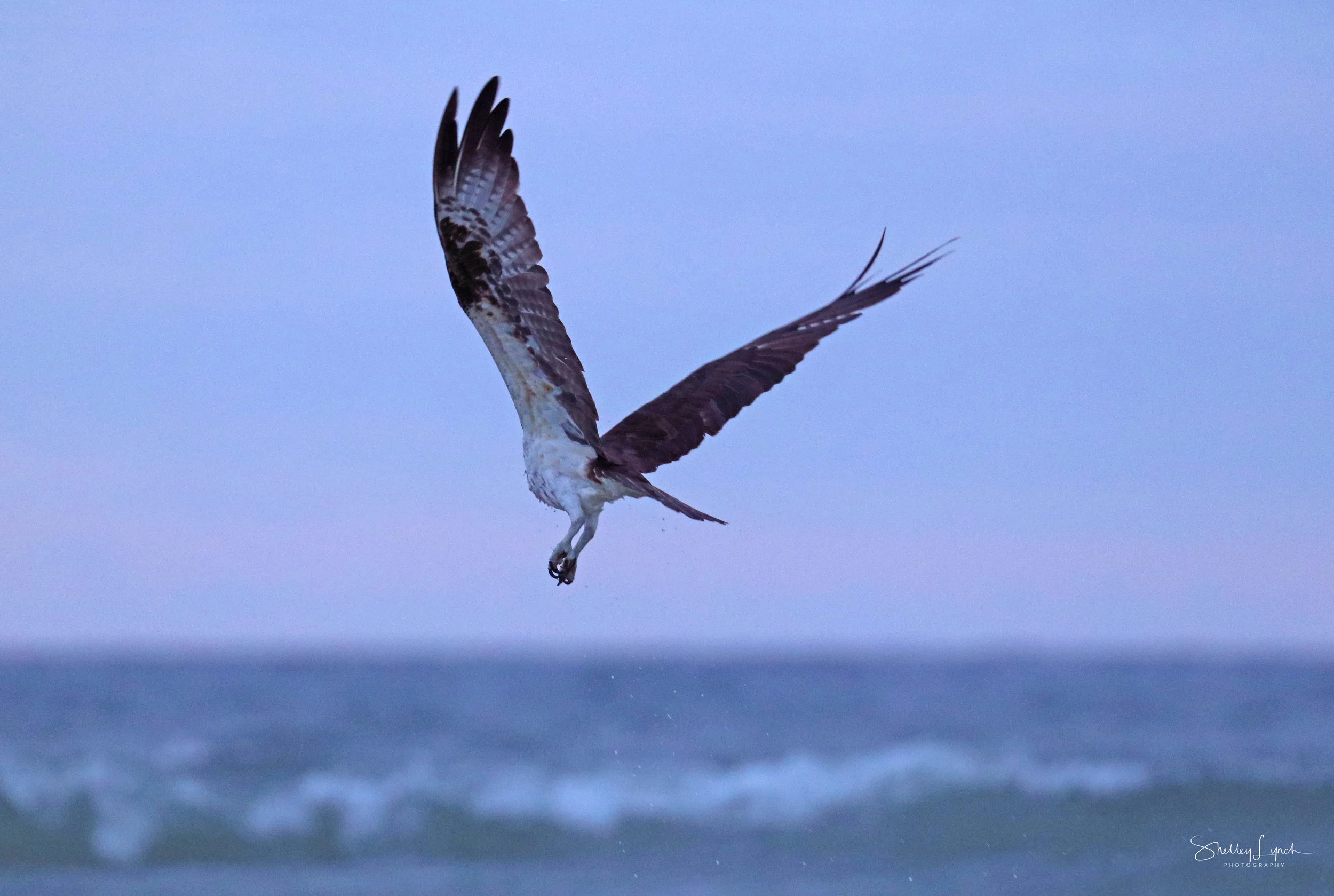 The osprey ere at the party too!