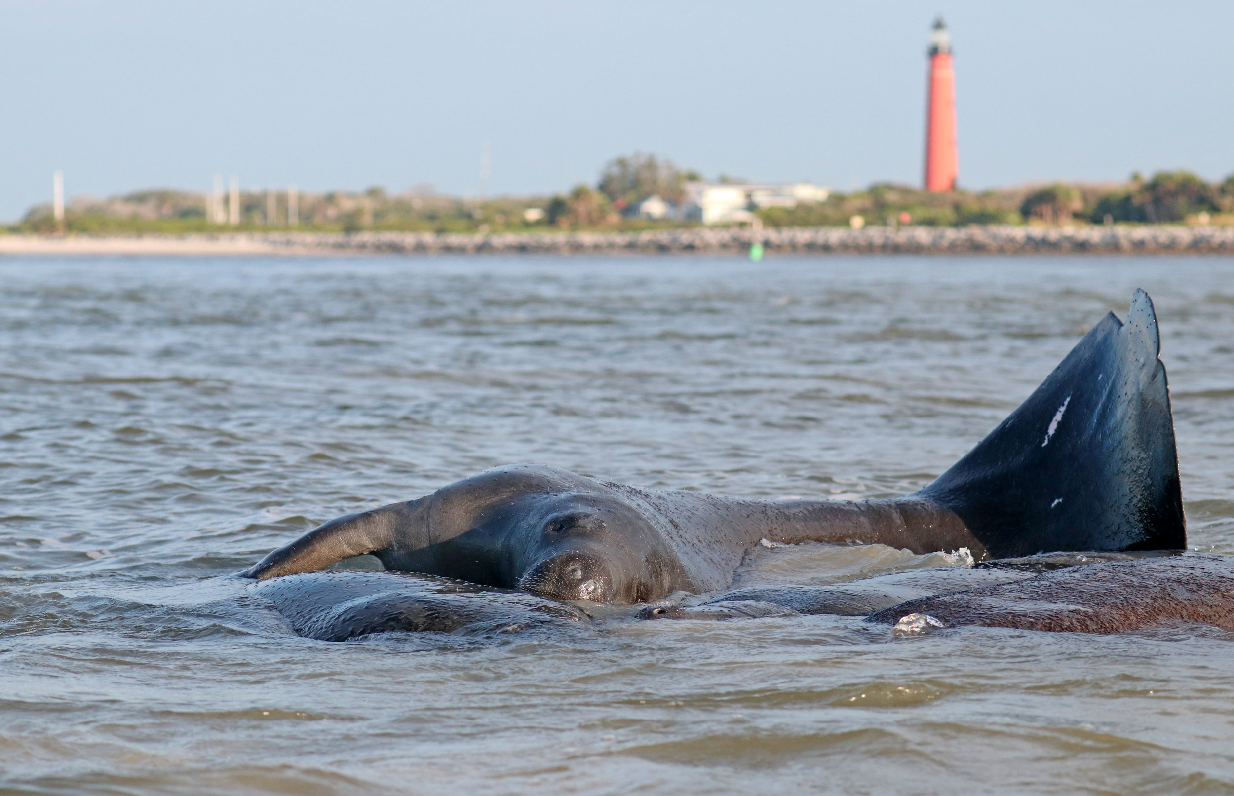 Manatees Love New Smyrna Beach