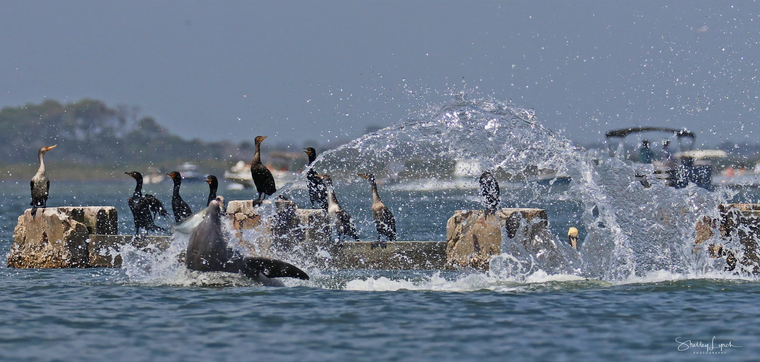 Cormorants hanging in the splash zone.
