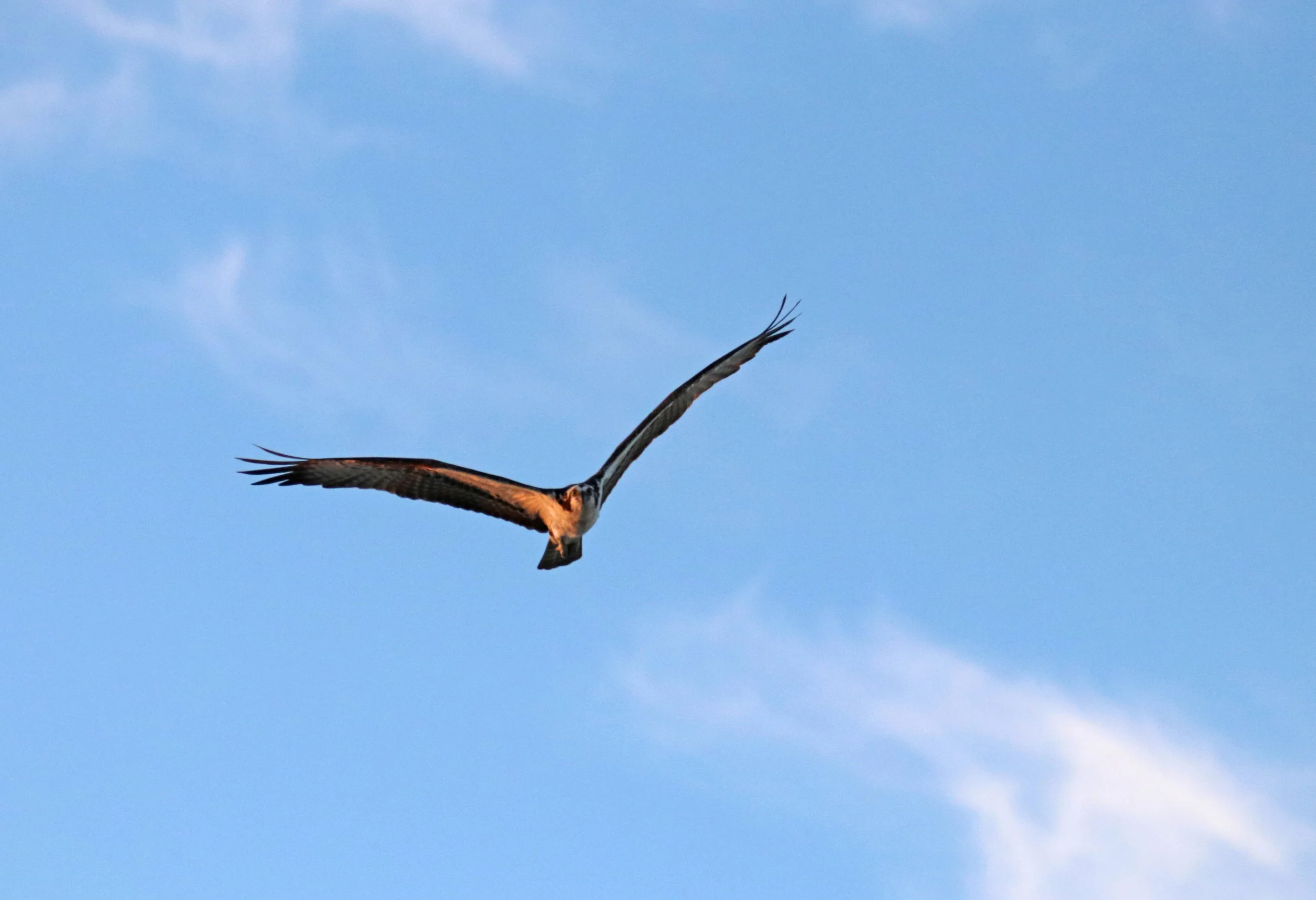 IMG_66922.jpg
