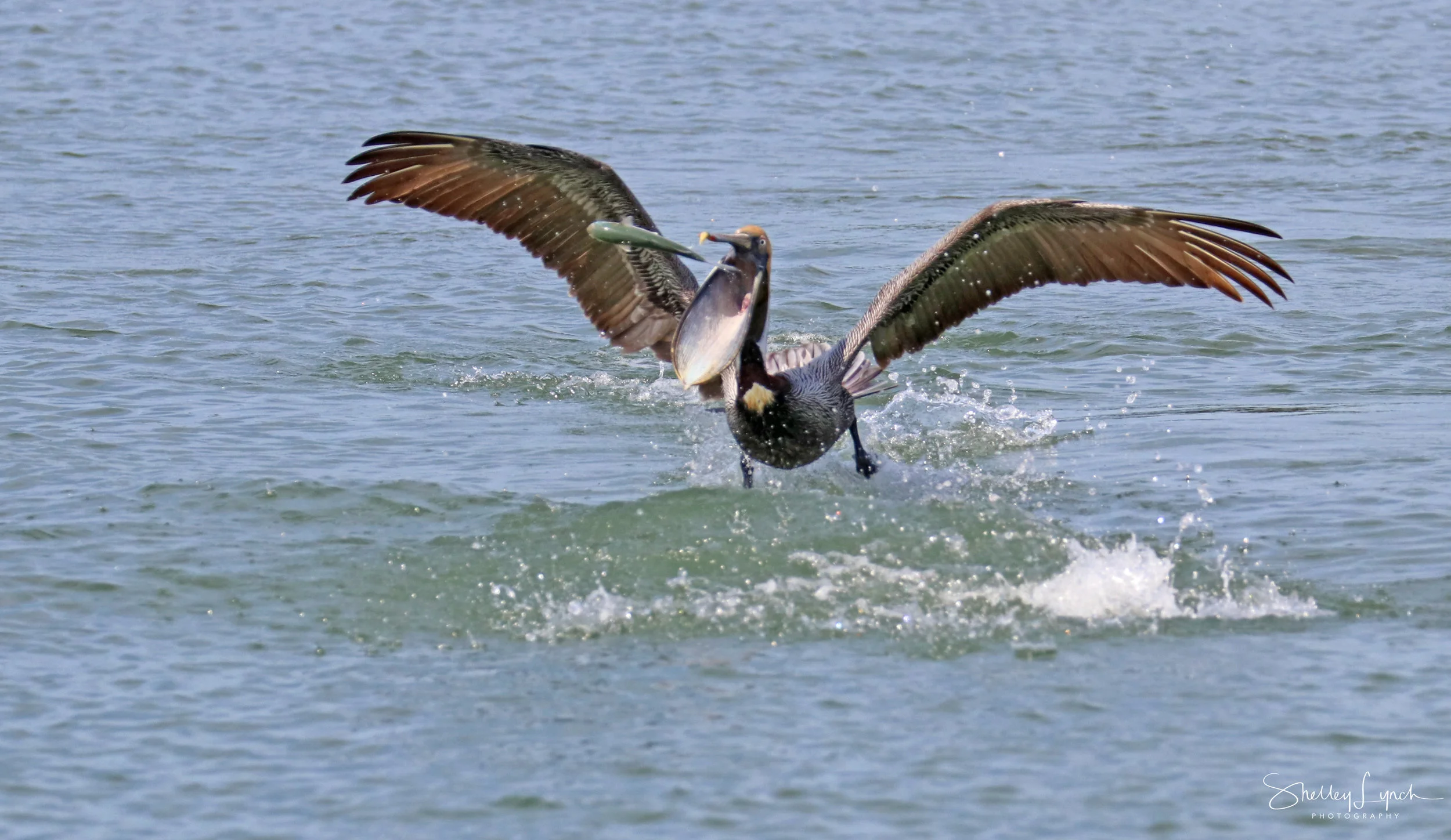 A dolphin threw this fish to the pelican.