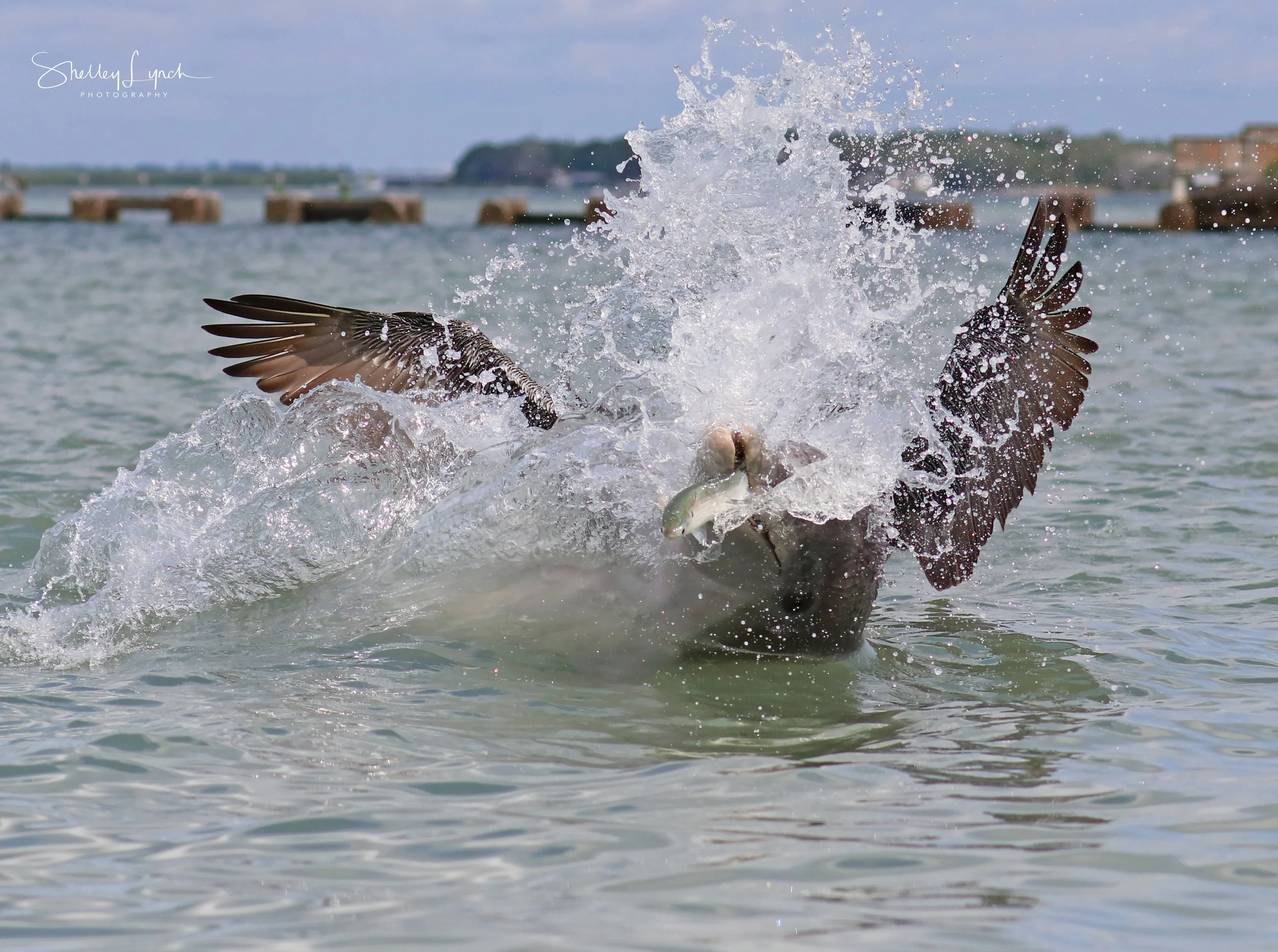 Apollo with a pelican riding his tushy